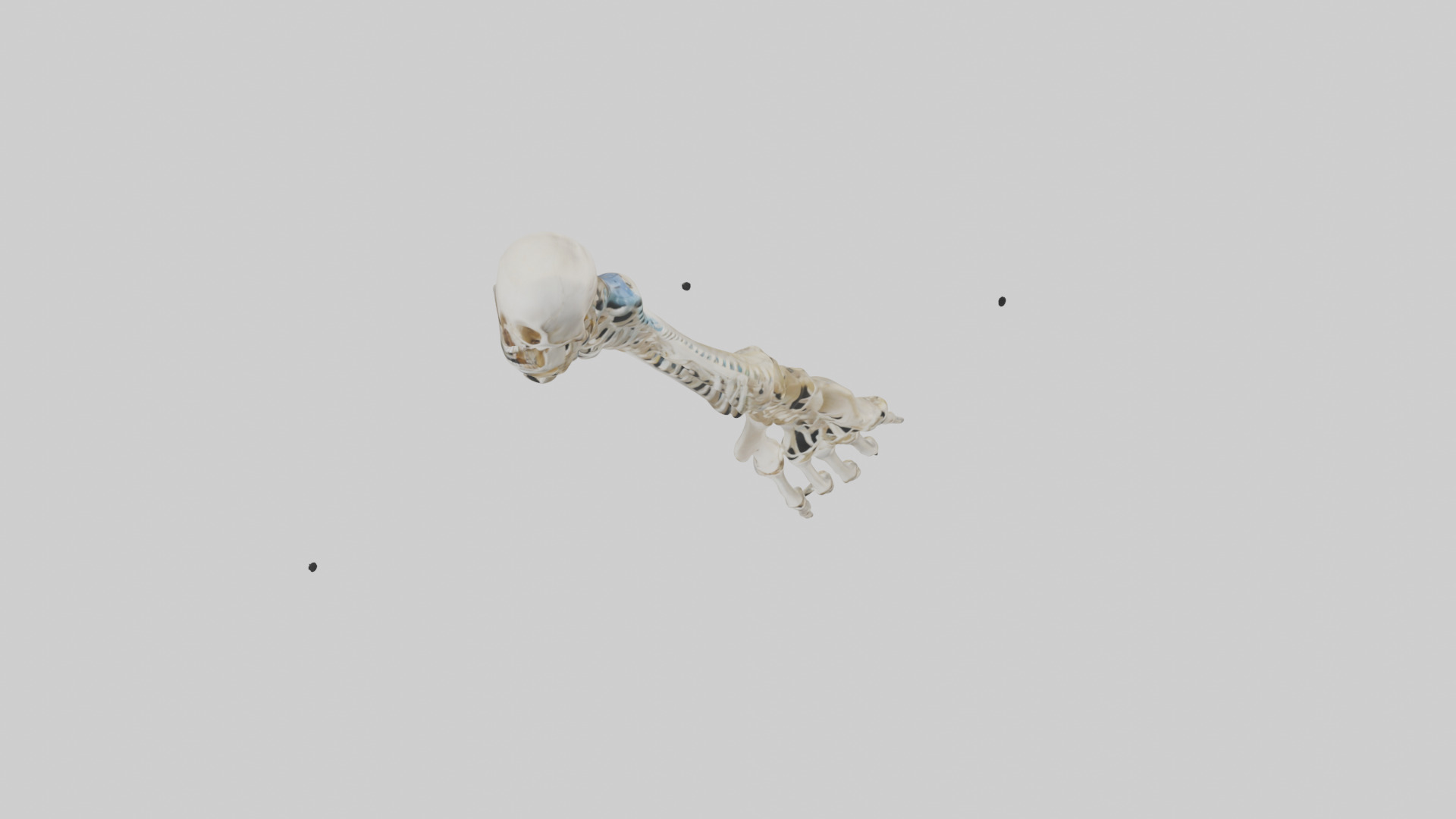 Human Radius Skeleton model Low-poly 3D model_16