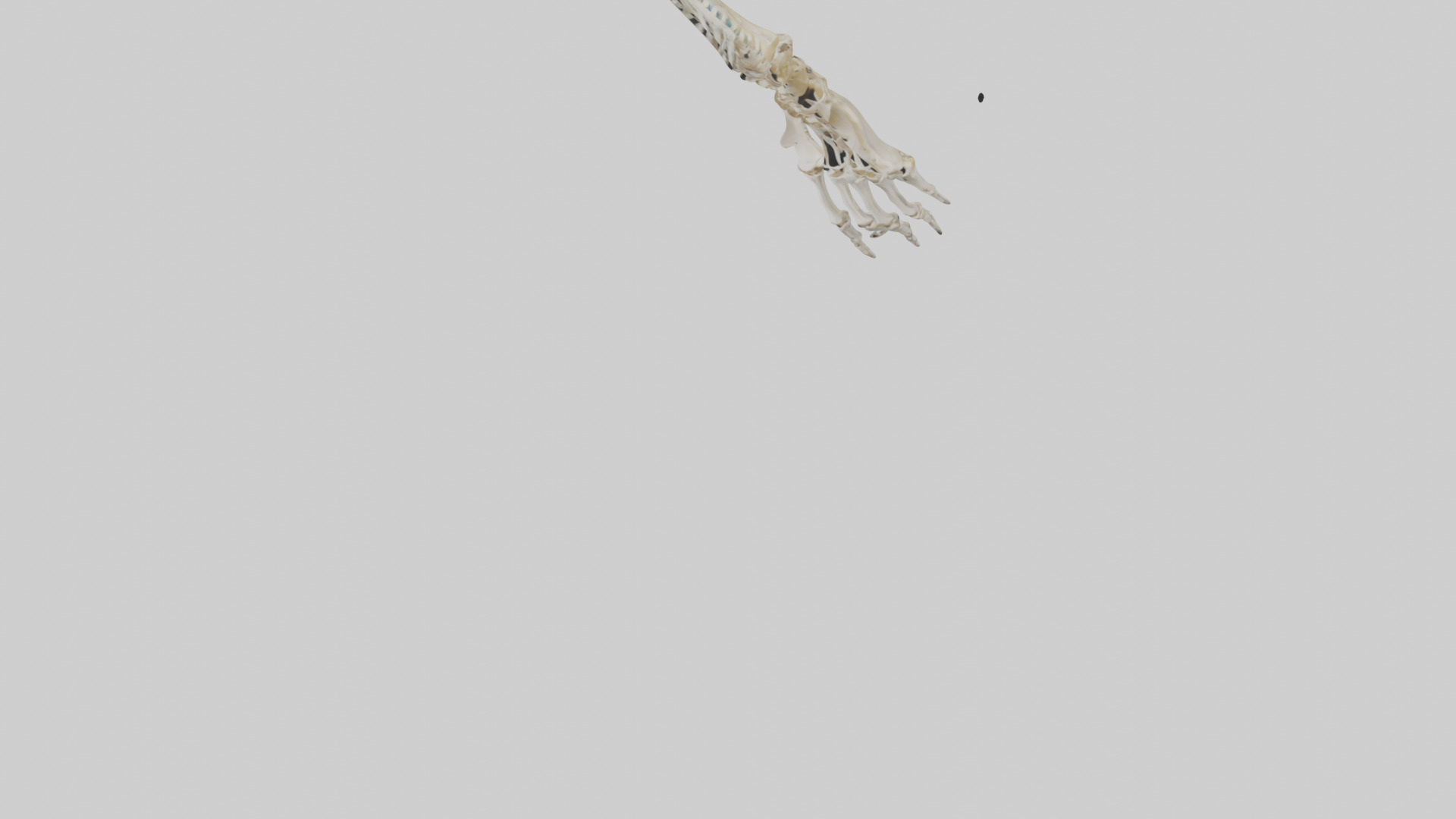 Human Radius Skeleton model Low-poly 3D model_5