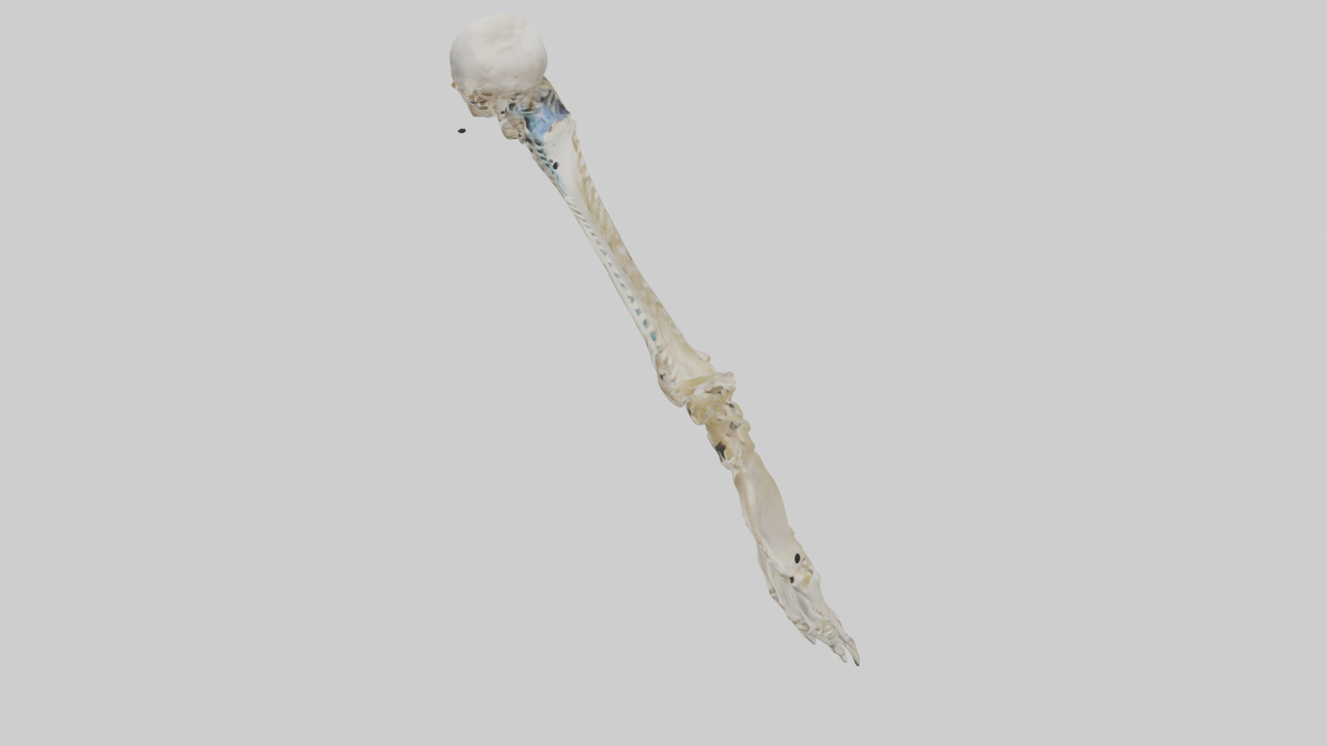 Human Radius Skeleton model Low-poly 3D model_17