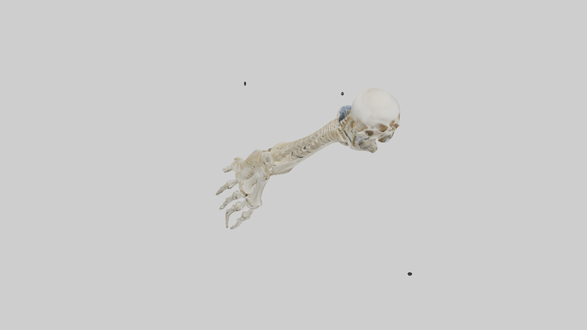Human Radius Skeleton model Low-poly 3D model_18