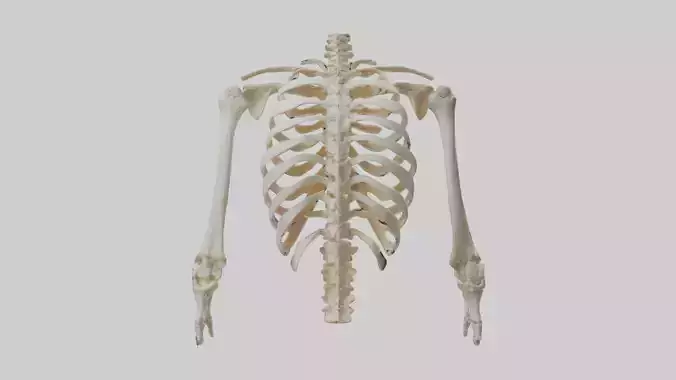 Human Ribcage Skeleton model
