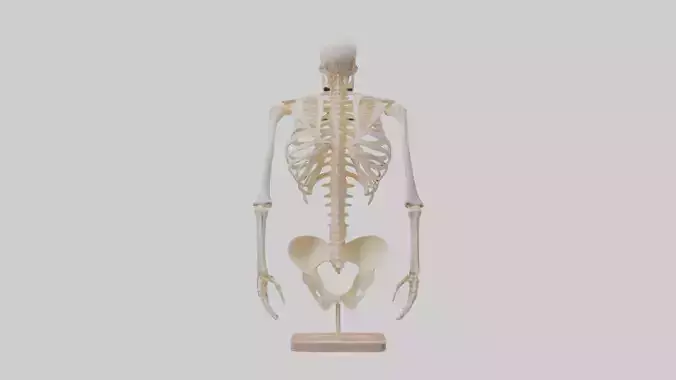 Human Ribs Skeleton model