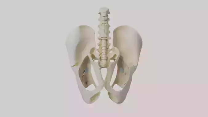 Human Sacrum Skeleton model