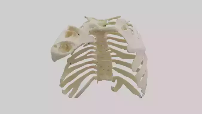 Human Scapula Skeleton model