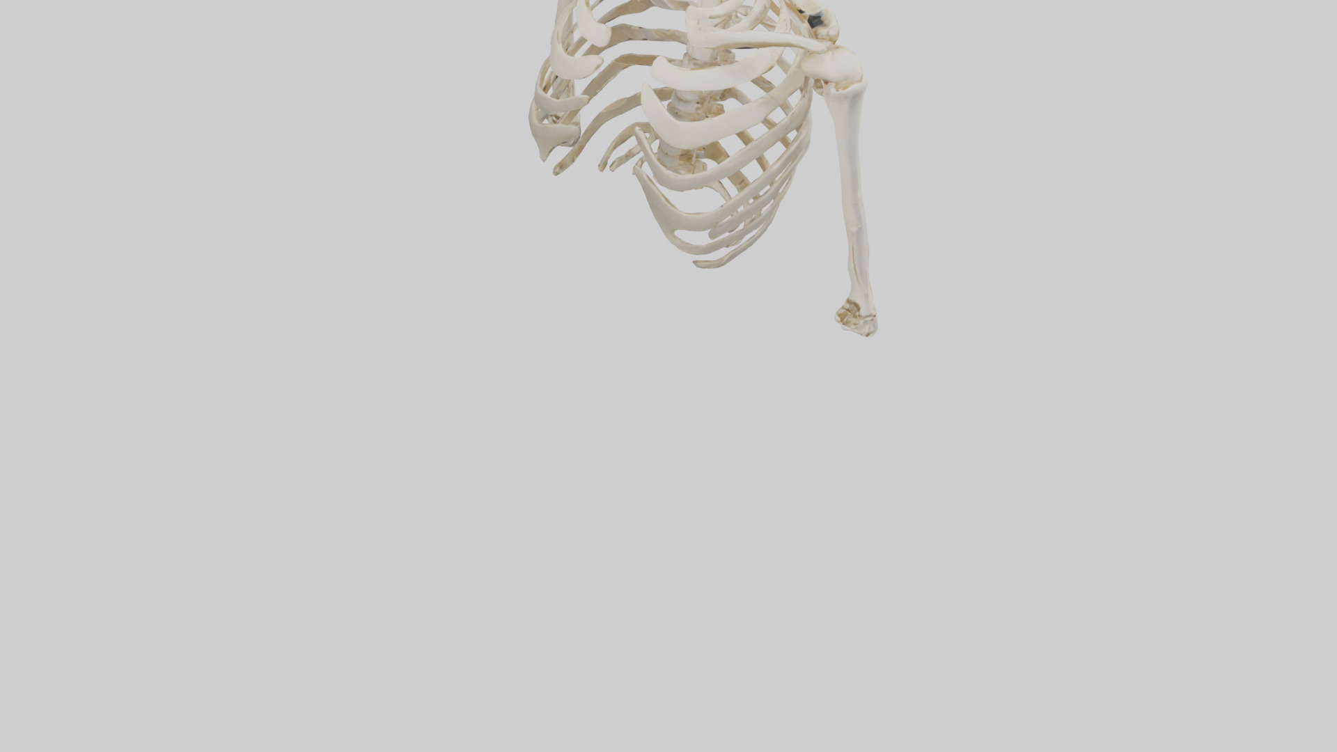 Human Shoulder Skeleton model Low-poly 3D model_5