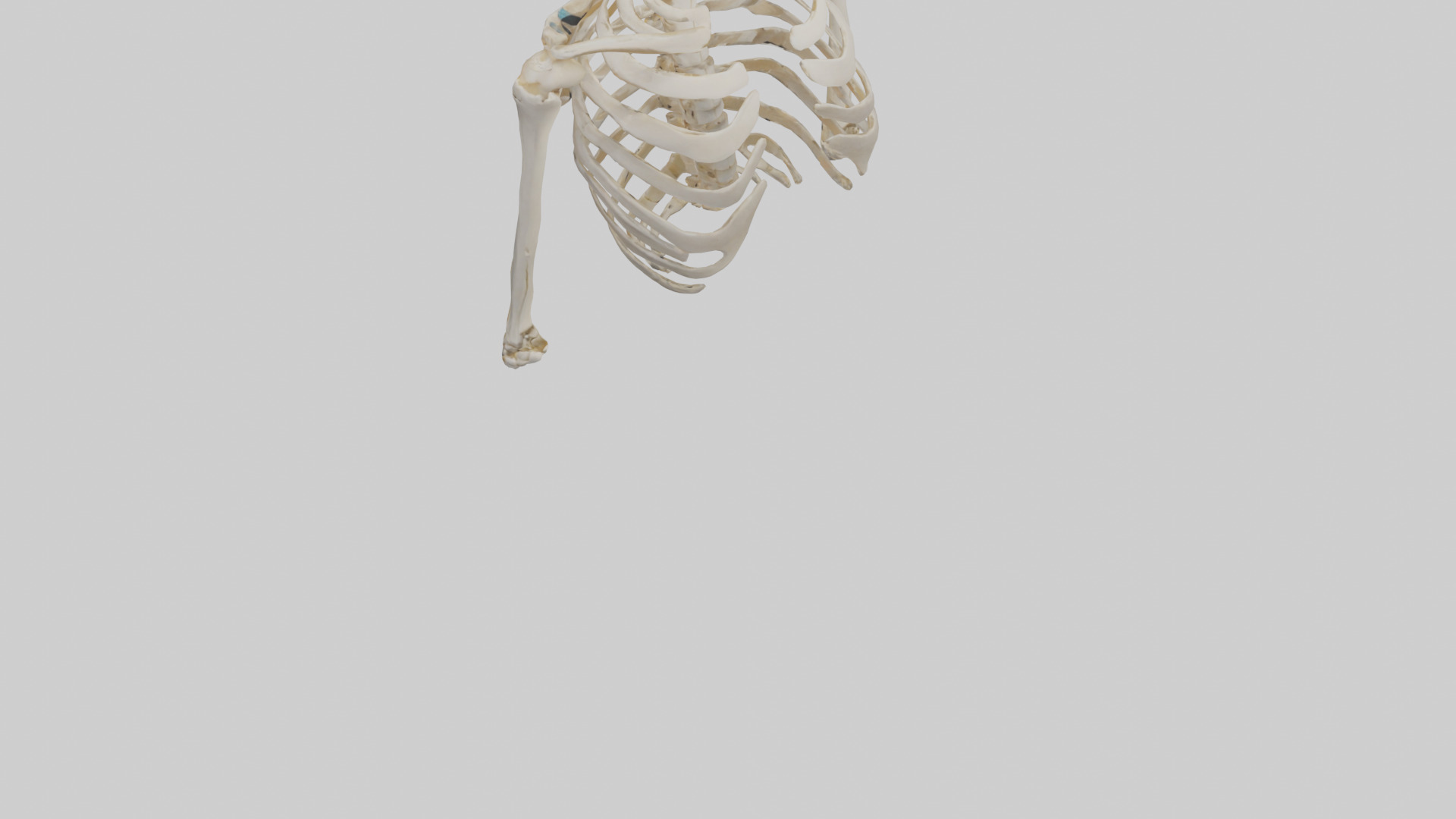 Human Shoulder Skeleton model Low-poly 3D model_6