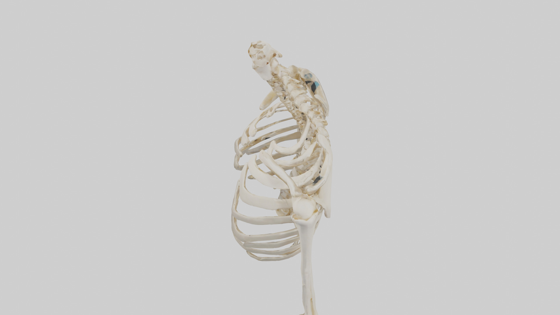 Human Shoulder Skeleton model Low-poly 3D model_17