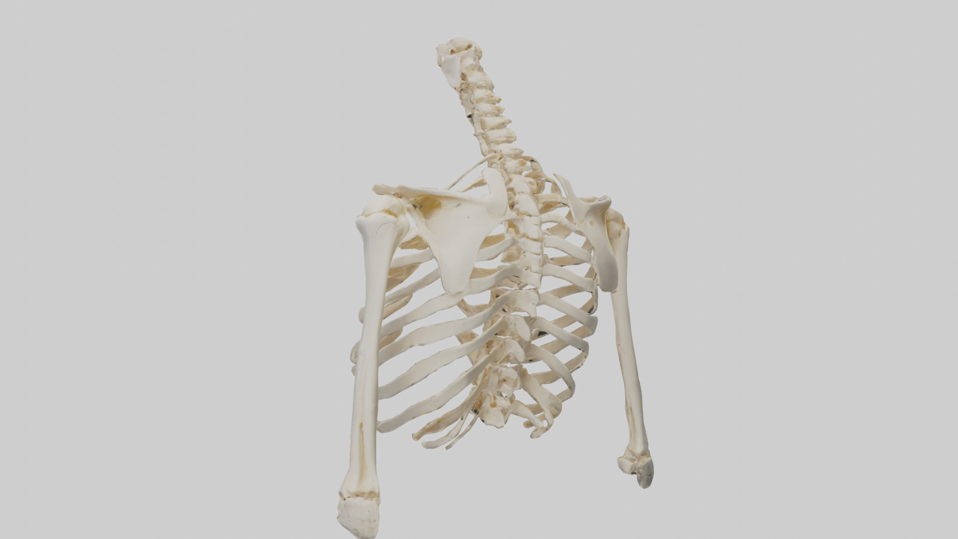 Human Shoulder Skeleton model Low-poly 3D model_1