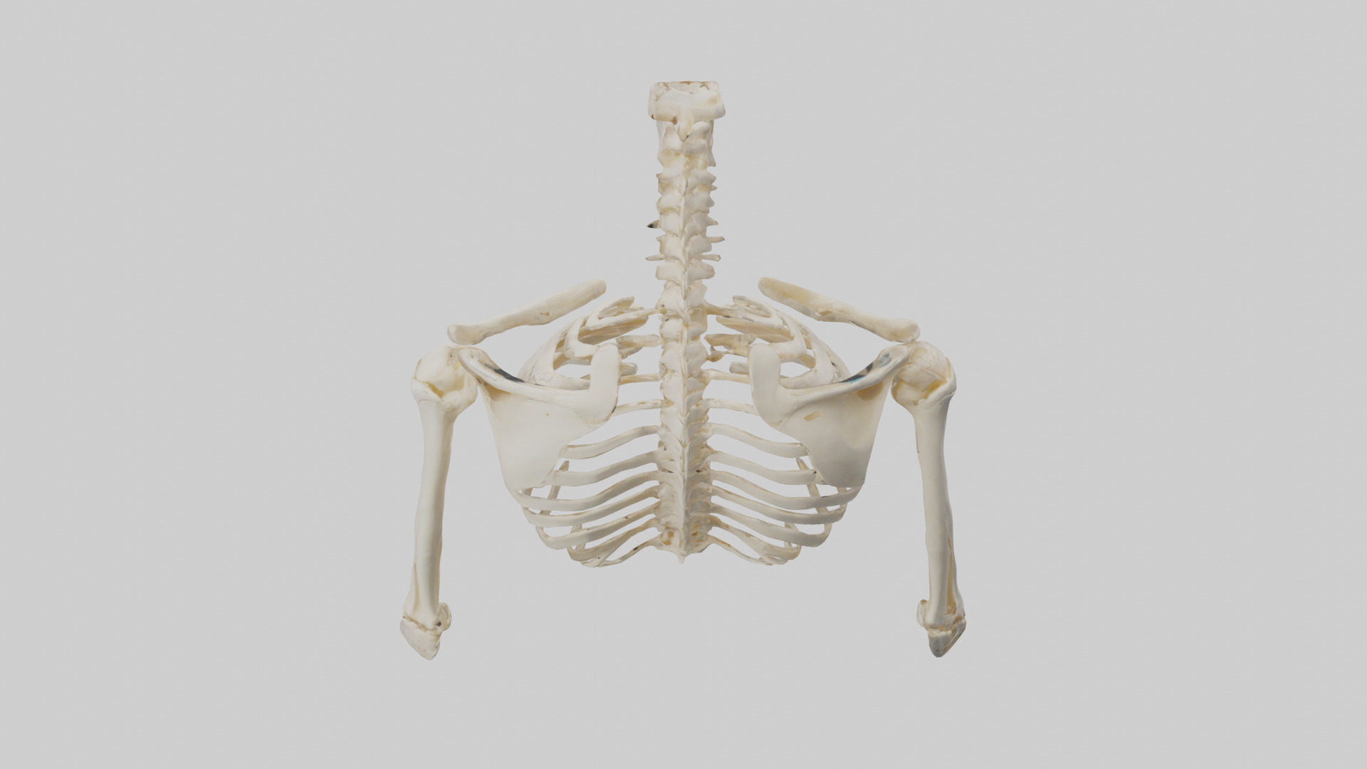 Human Shoulder Skeleton model Low-poly 3D model_15
