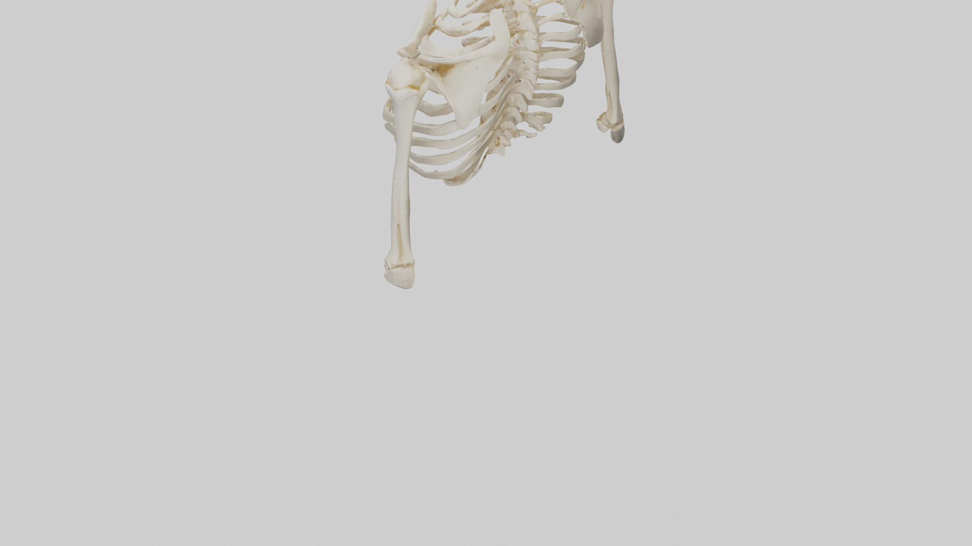 Human Shoulder Skeleton model Low-poly 3D model_3