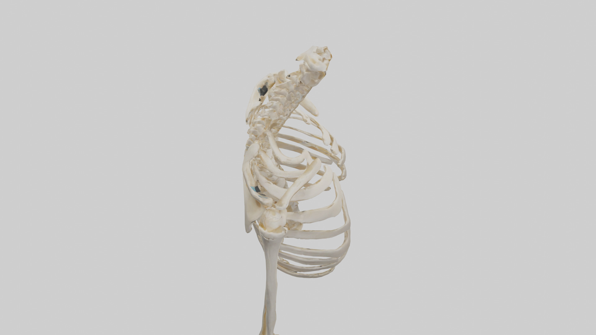 Human Shoulder Skeleton model Low-poly 3D model_18