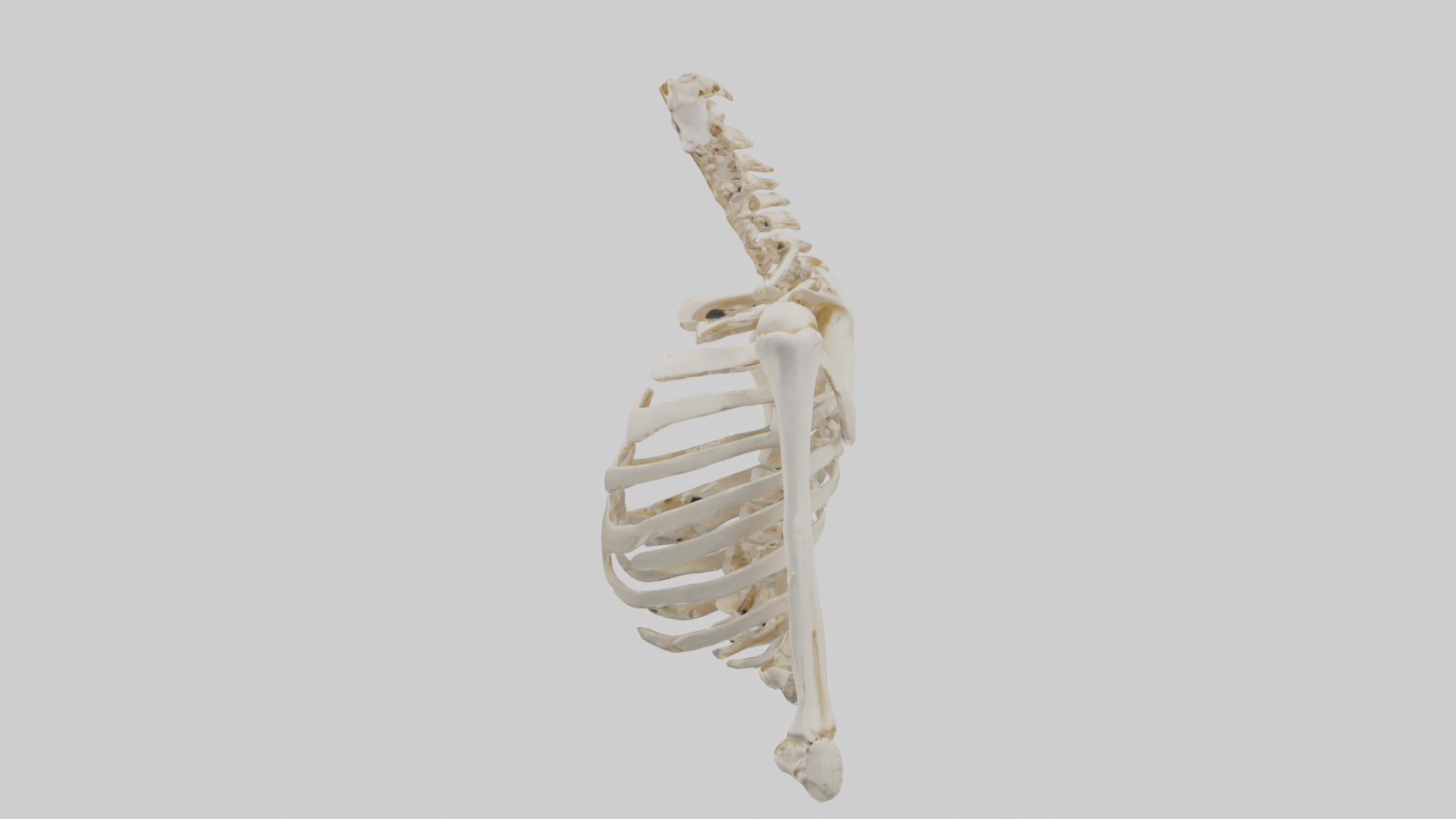 Human Shoulder Skeleton model Low-poly 3D model_12