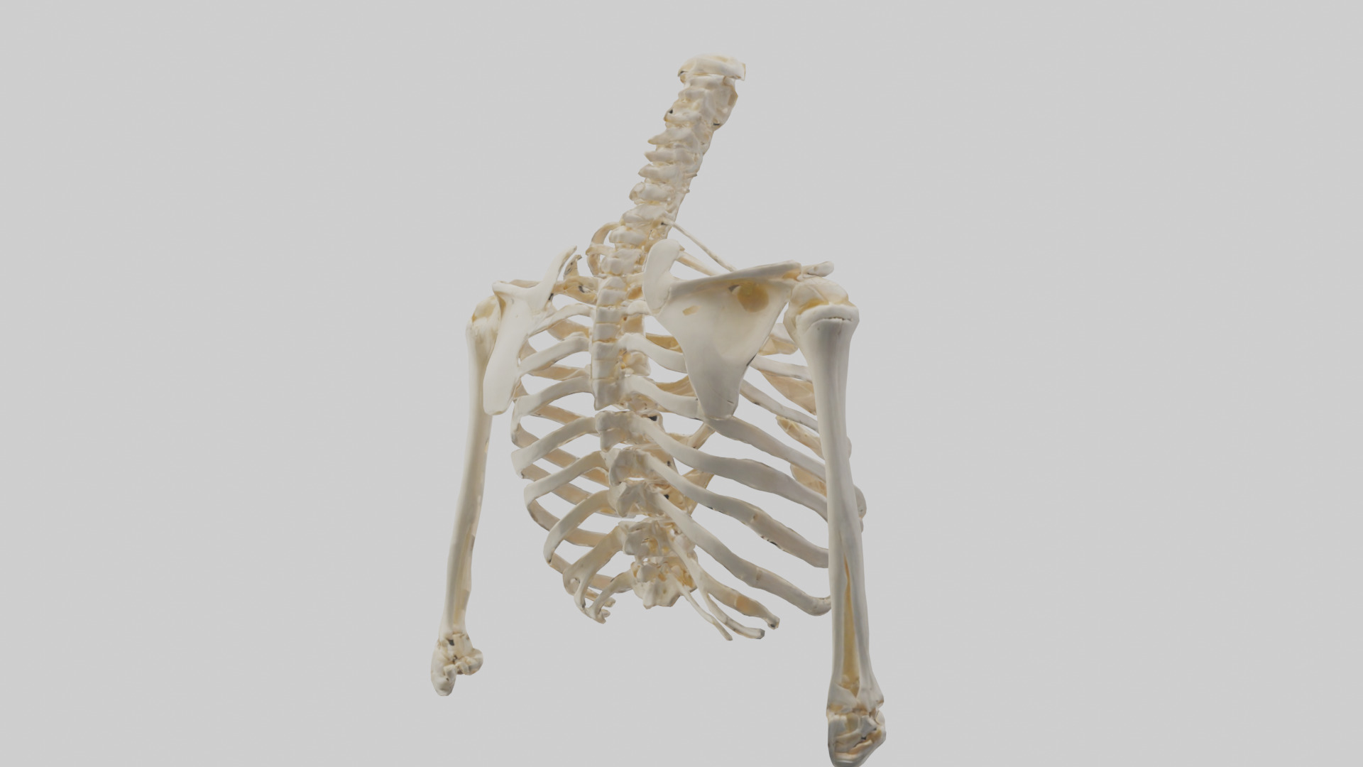 Human Shoulder Skeleton model Low-poly 3D model_2