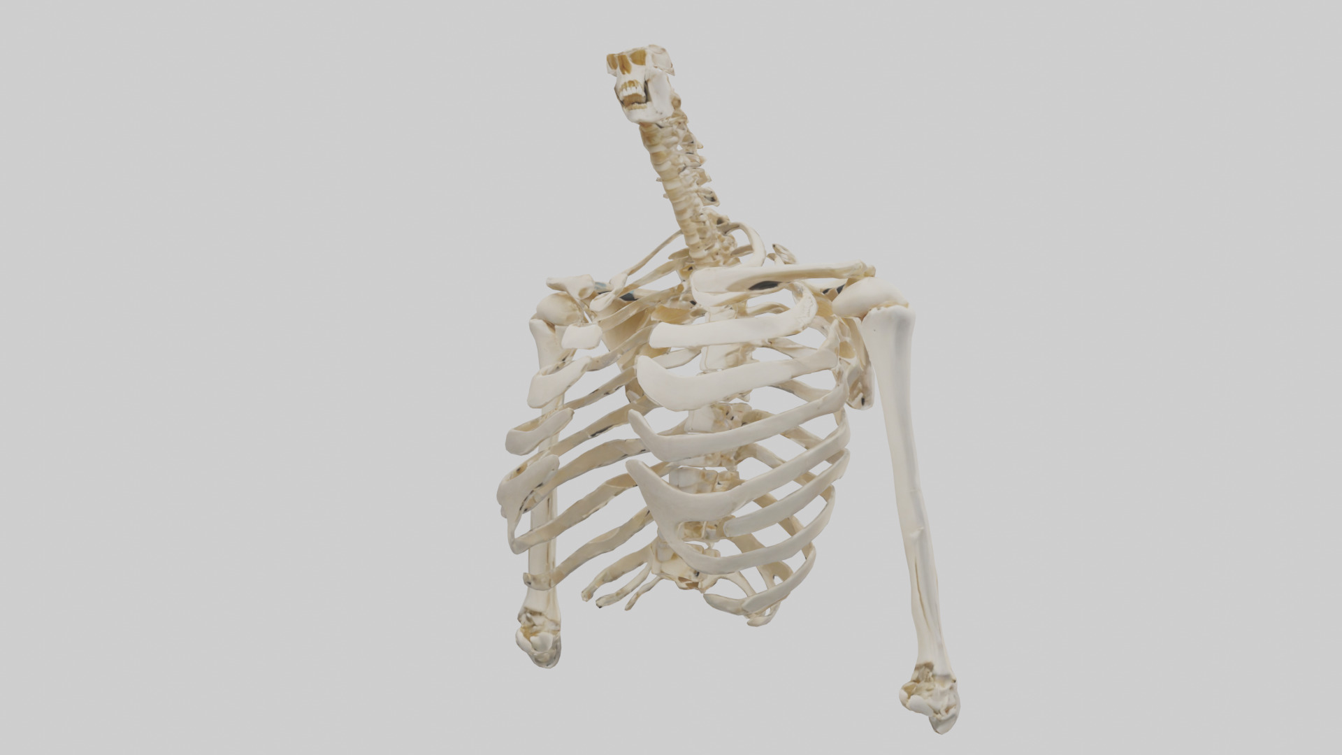 Human Shoulder Skeleton model Low-poly 3D model_8