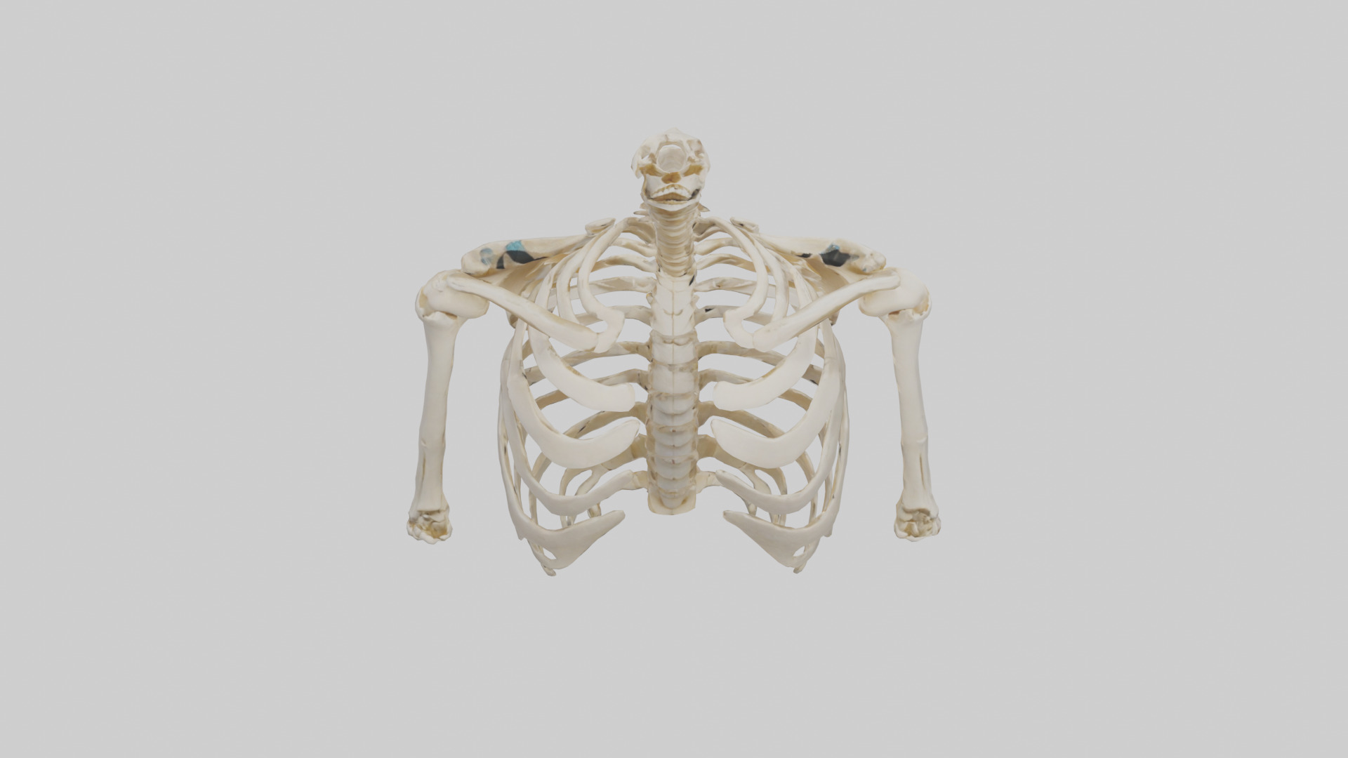 Human Shoulder Skeleton model Low-poly 3D model_16