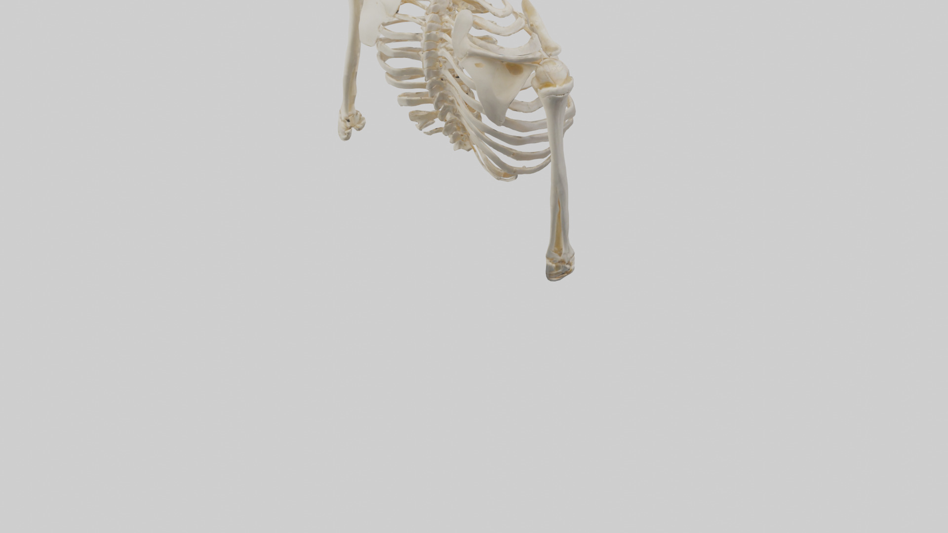 Human Shoulder Skeleton model Low-poly 3D model_4