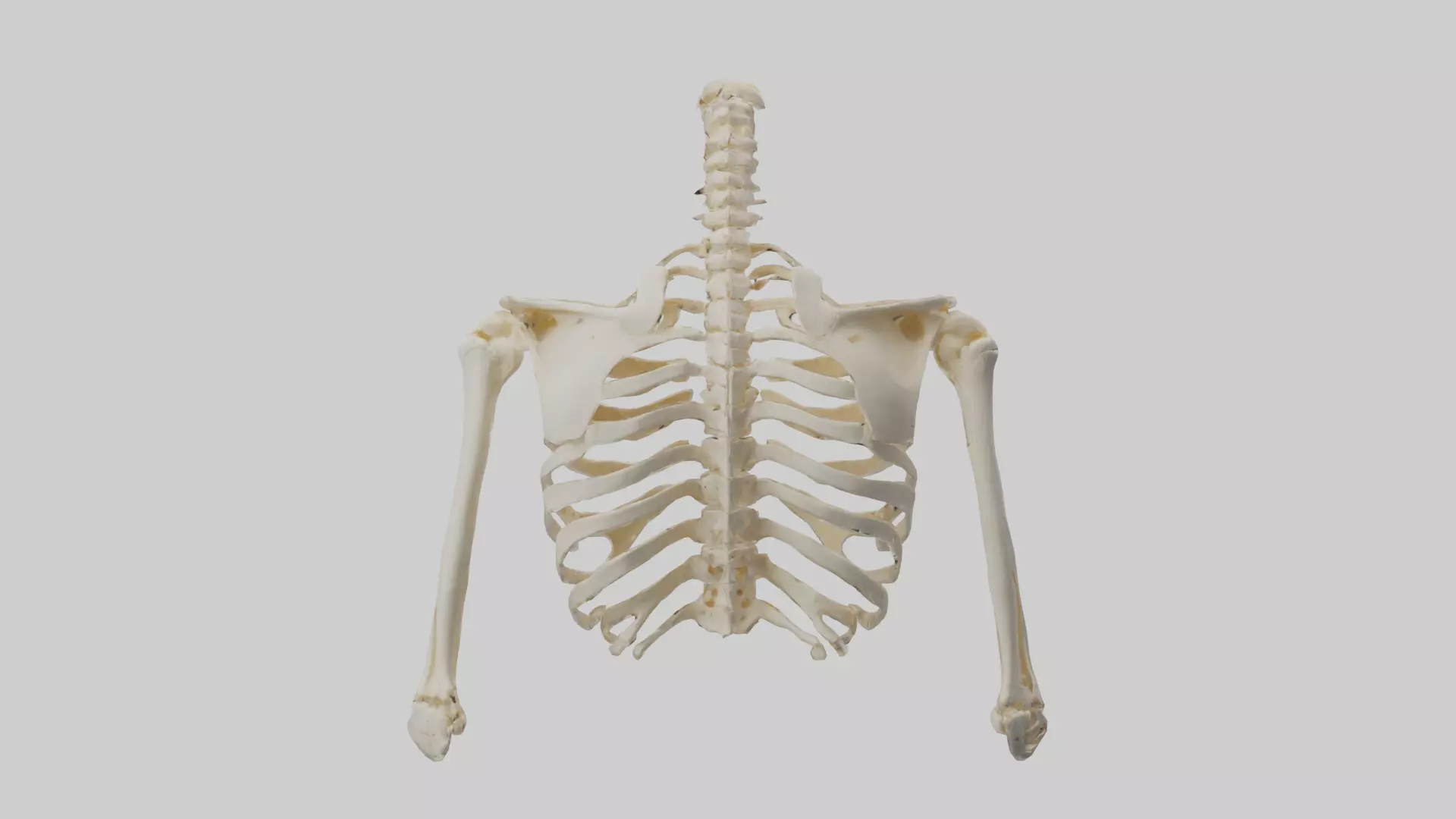 Human Shoulder Skeleton model Low-poly 3D model_0