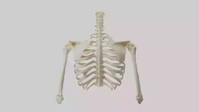Human Shoulder Skeleton model