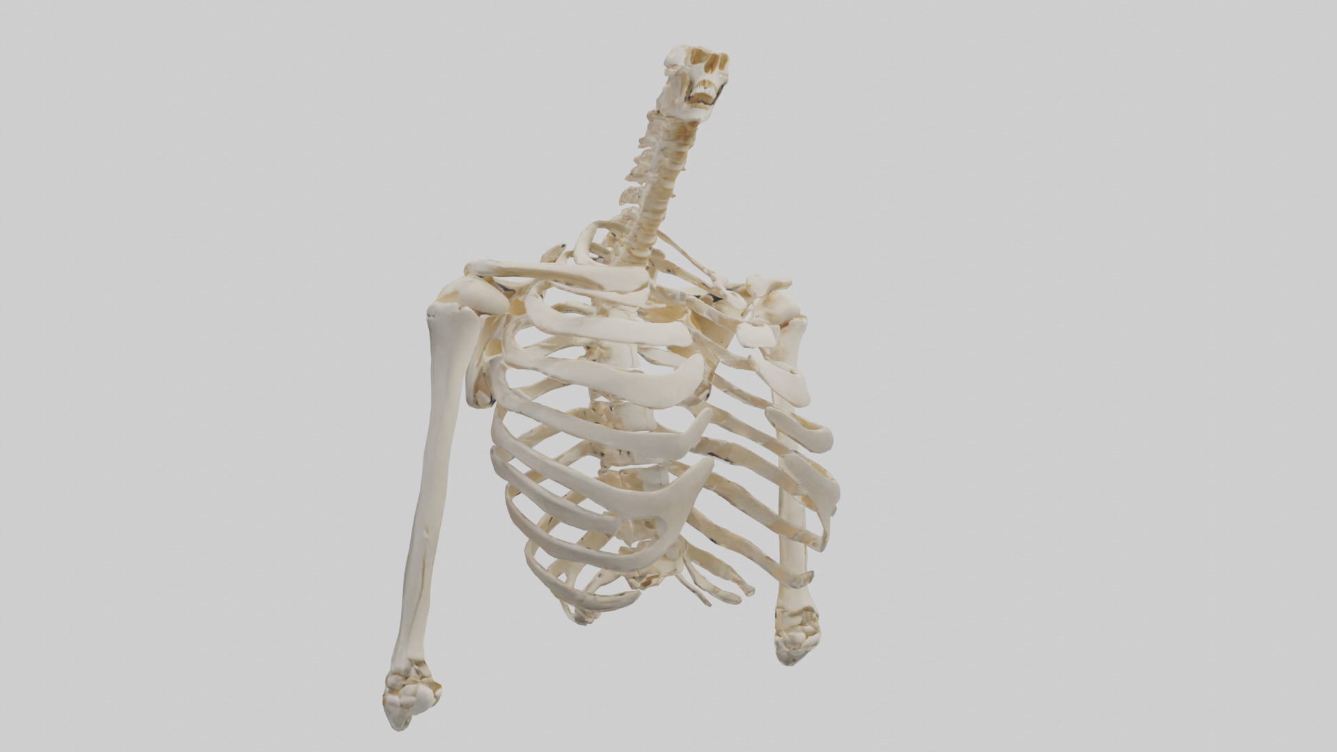 Human Shoulder Skeleton model Low-poly 3D model_7