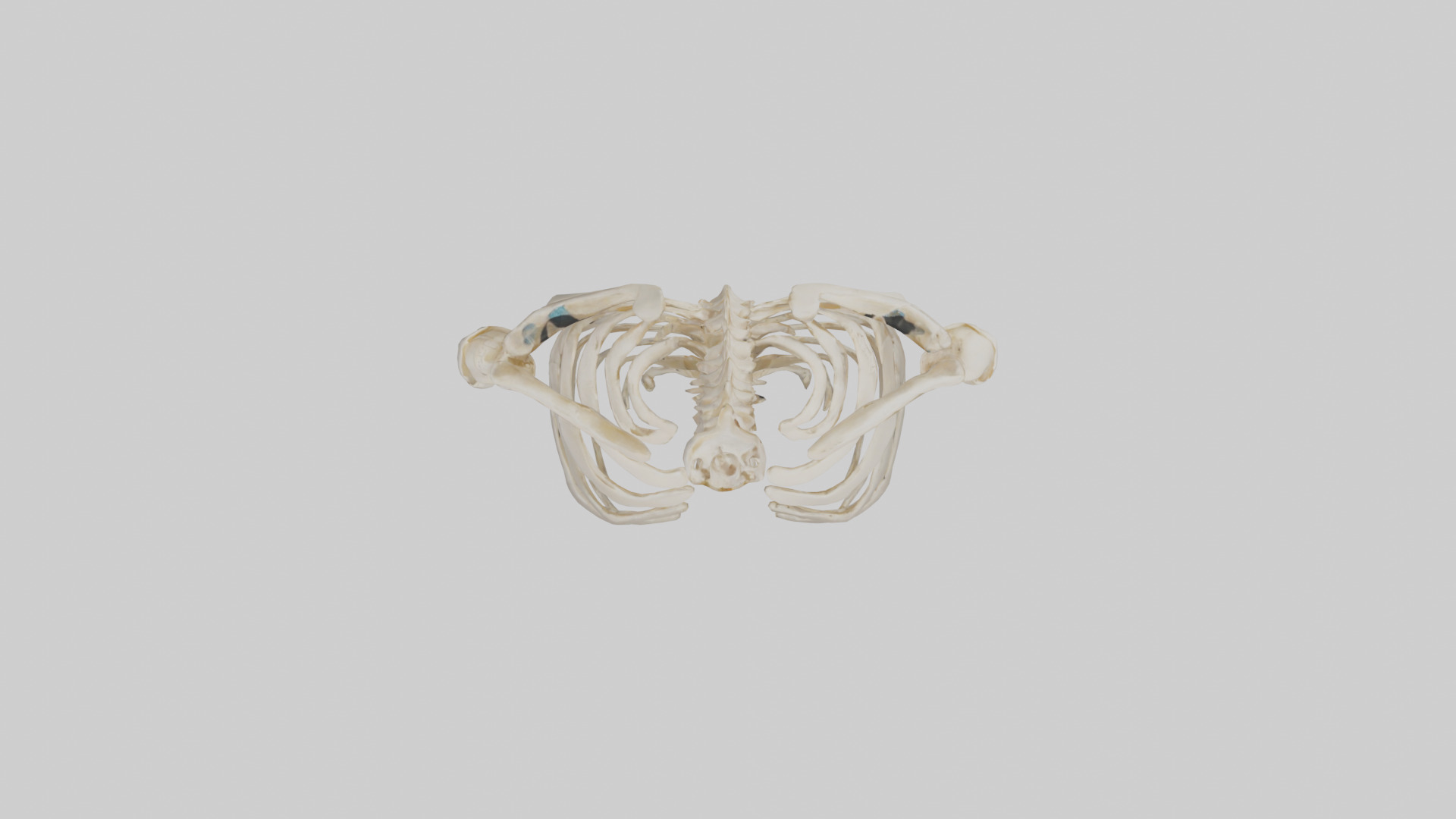 Human Shoulder Skeleton model Low-poly 3D model_14
