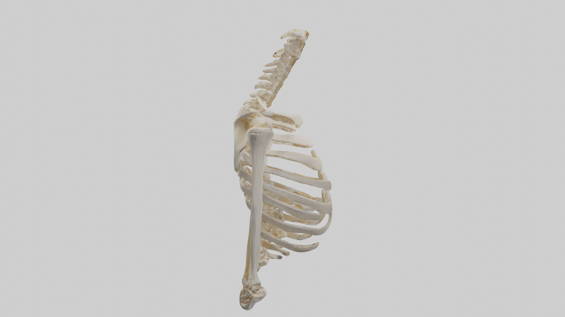 Human Shoulder Skeleton model Low-poly 3D model_13