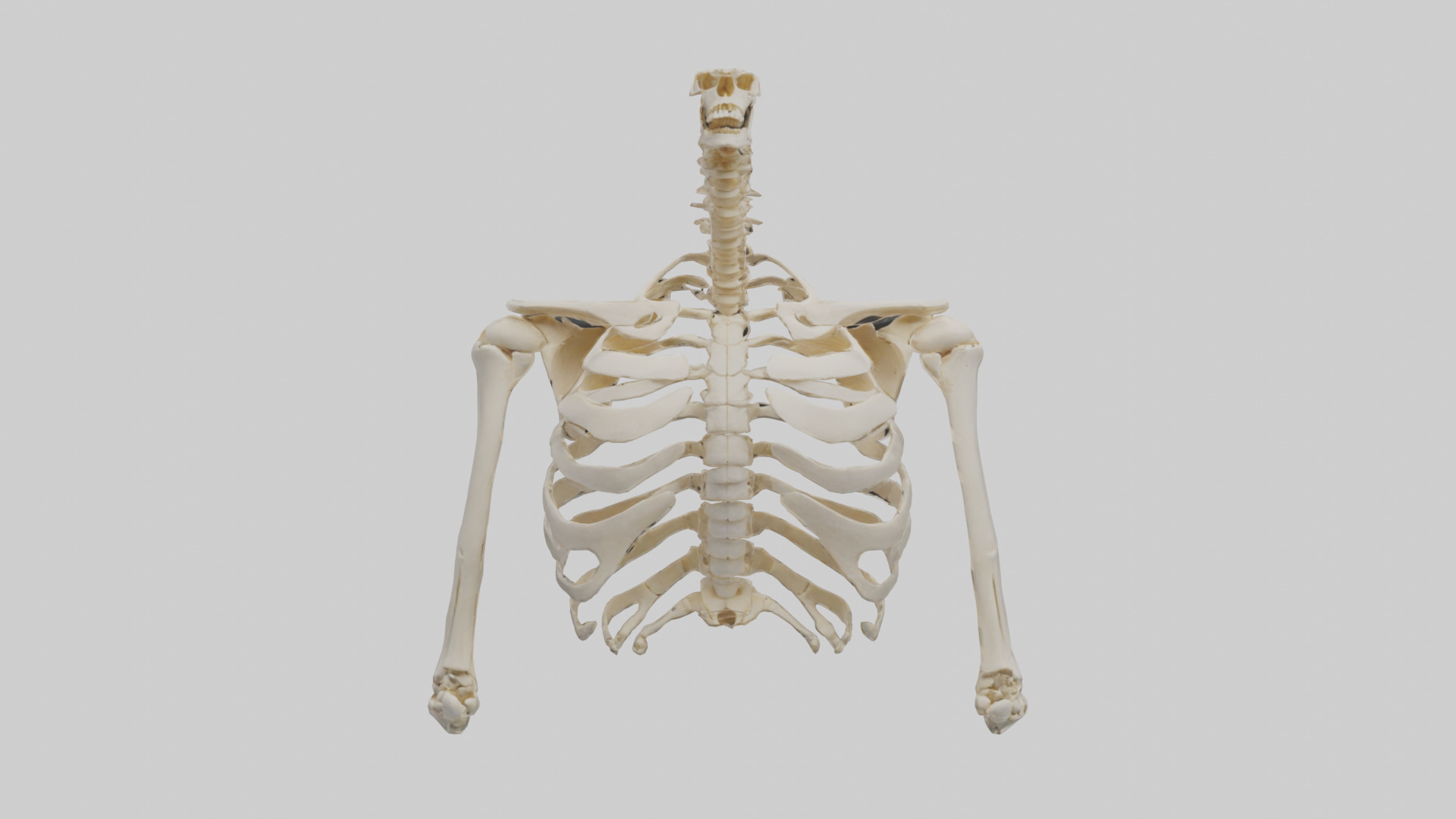 Human Shoulder Skeleton model Low-poly 3D model_9