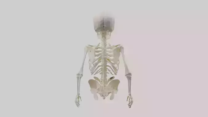 Human Skeleton model