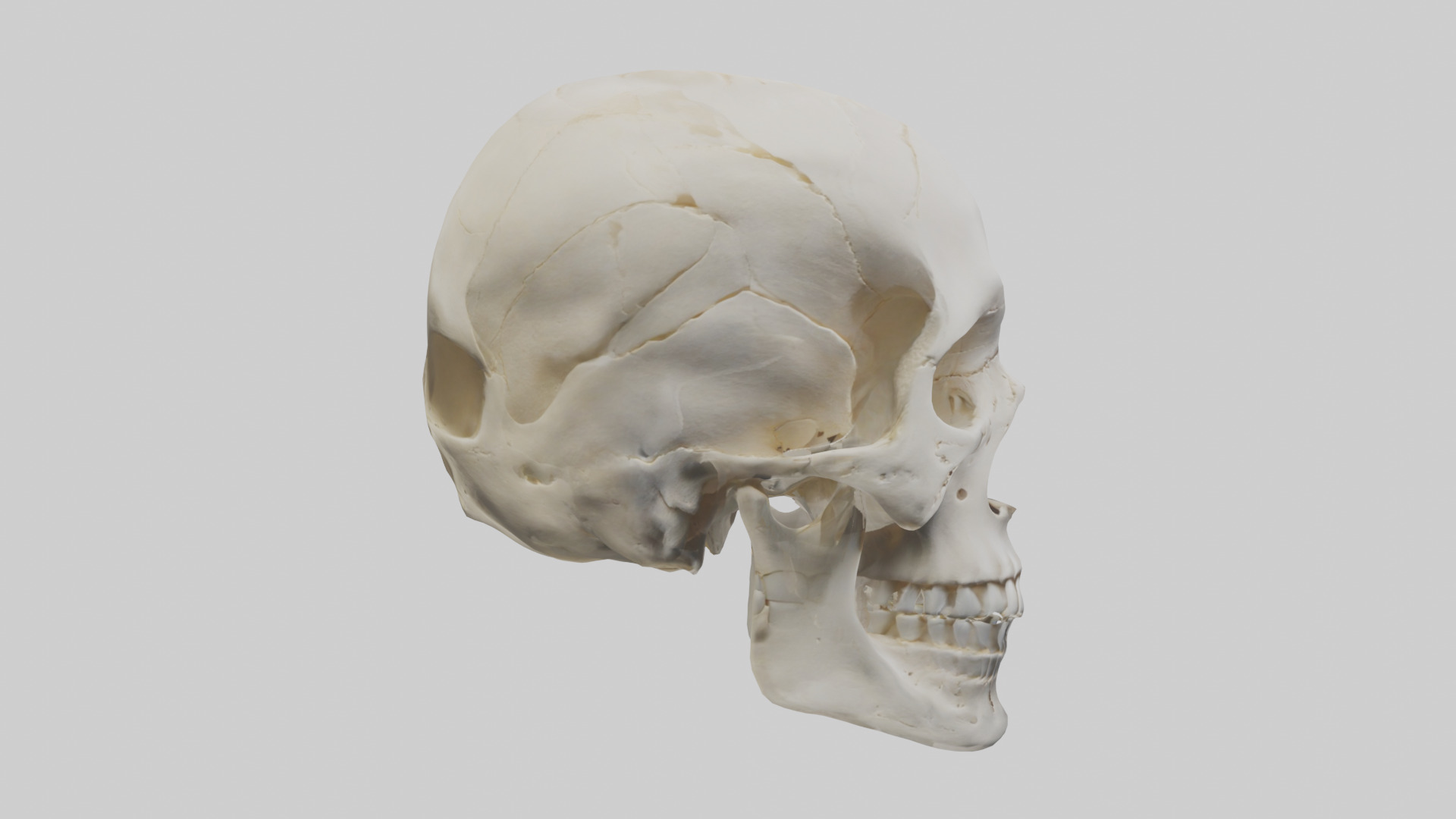 Human Skull Skeleton model Low-poly 3D model_13
