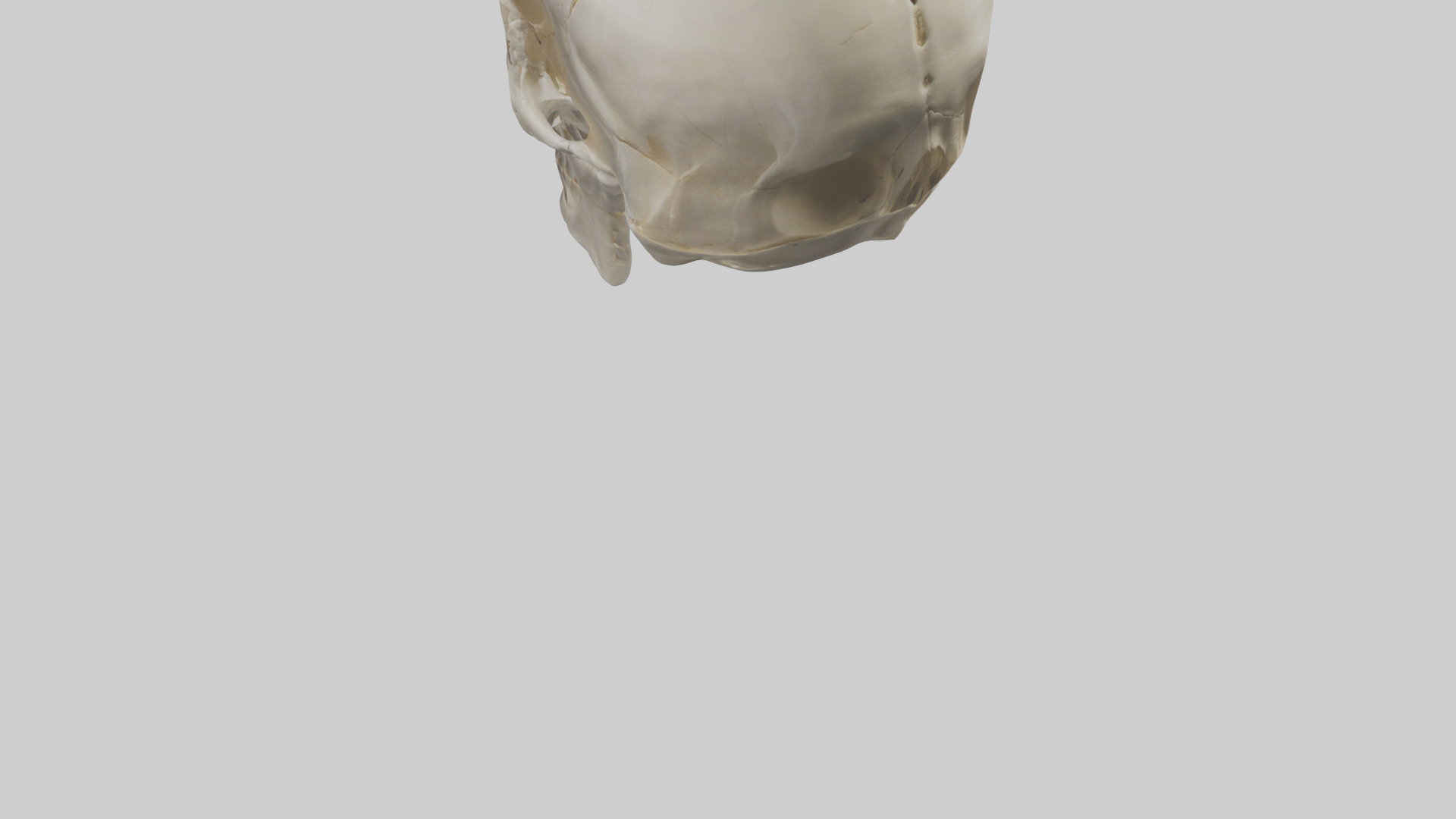 Human Skull Skeleton model Low-poly 3D model_5