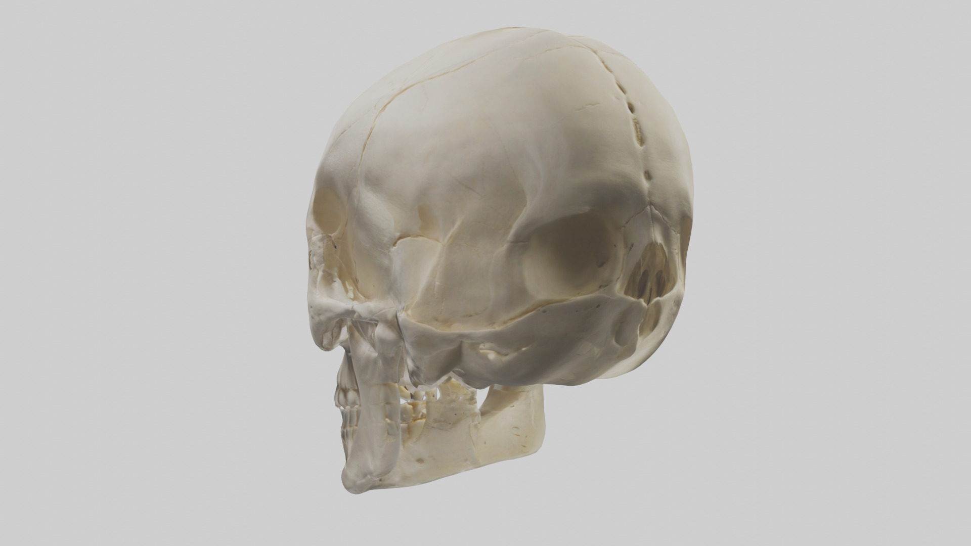 Human Skull Skeleton model Low-poly 3D model_3