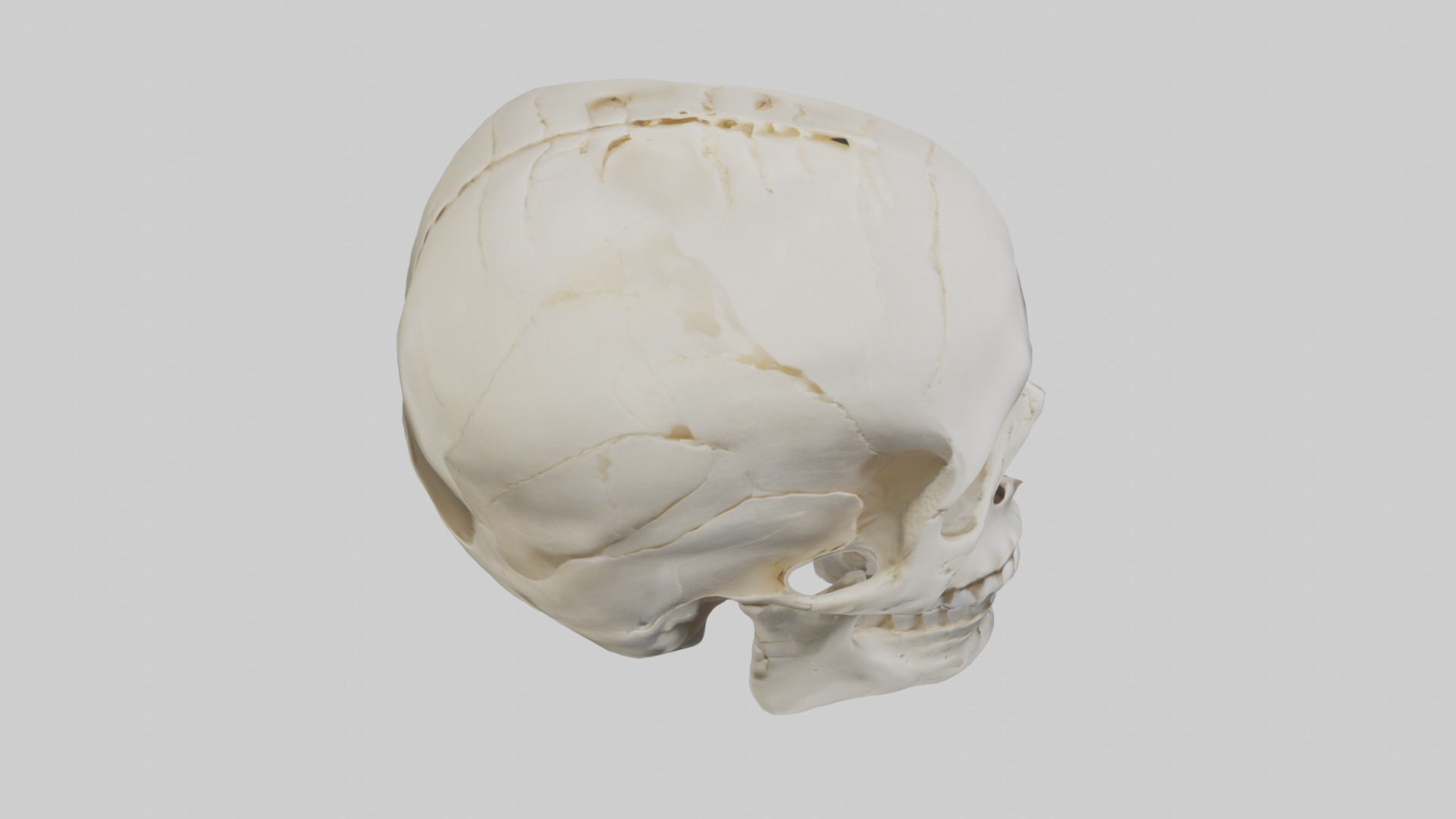 Human Skull Skeleton model Low-poly 3D model_18