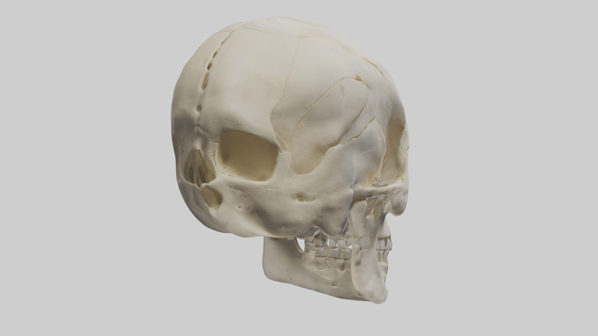 Human Skull Skeleton model Low-poly 3D model_4