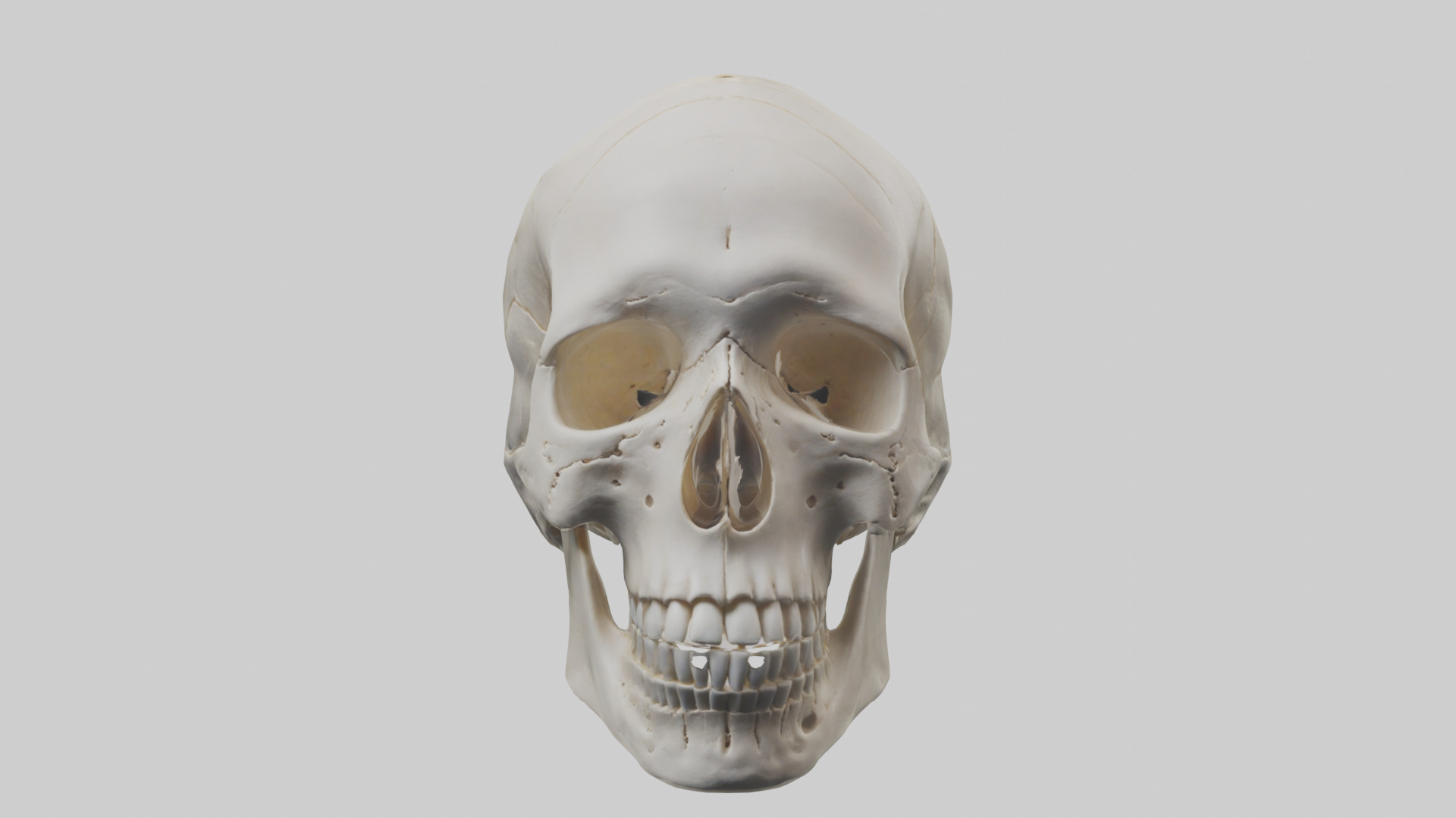 Human Skull Skeleton model Low-poly 3D model_1