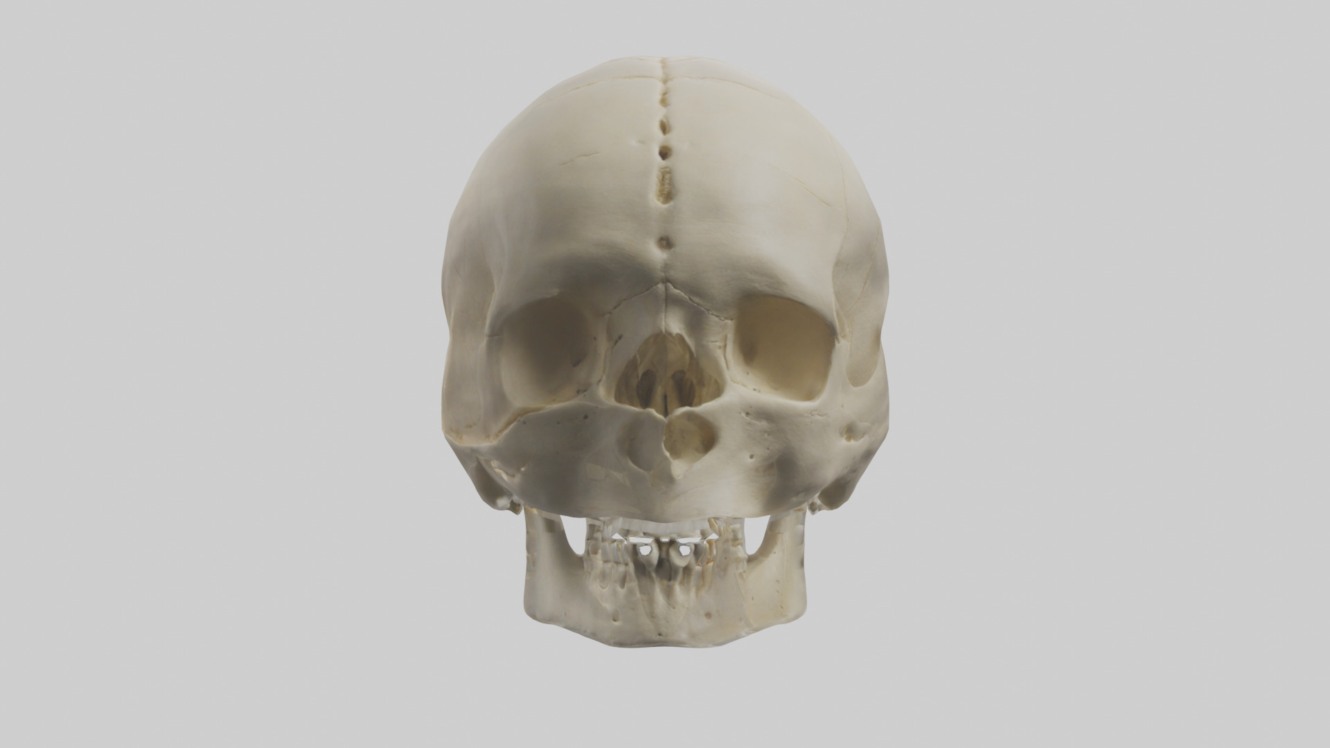 Human Skull Skeleton model Low-poly 3D model_2