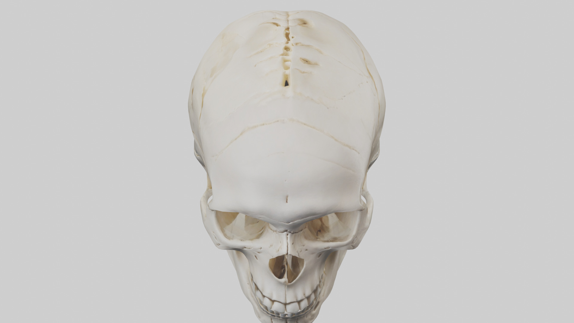 Human Skull Skeleton model Low-poly 3D model_16