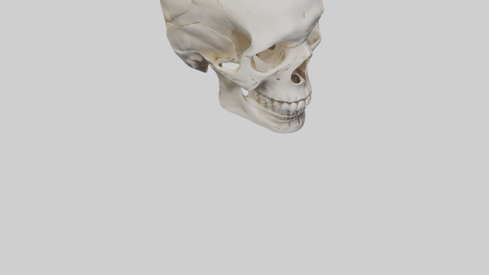 Human Skull Skeleton model Low-poly 3D model_8