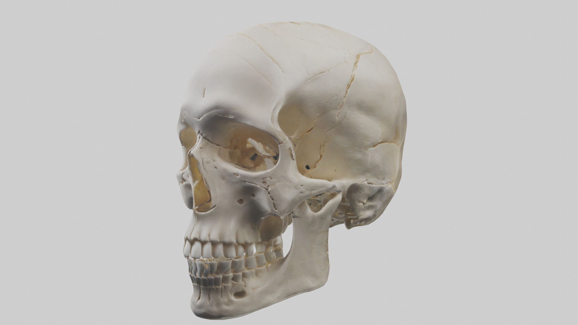 Human Skull Skeleton model Low-poly 3D model_9
