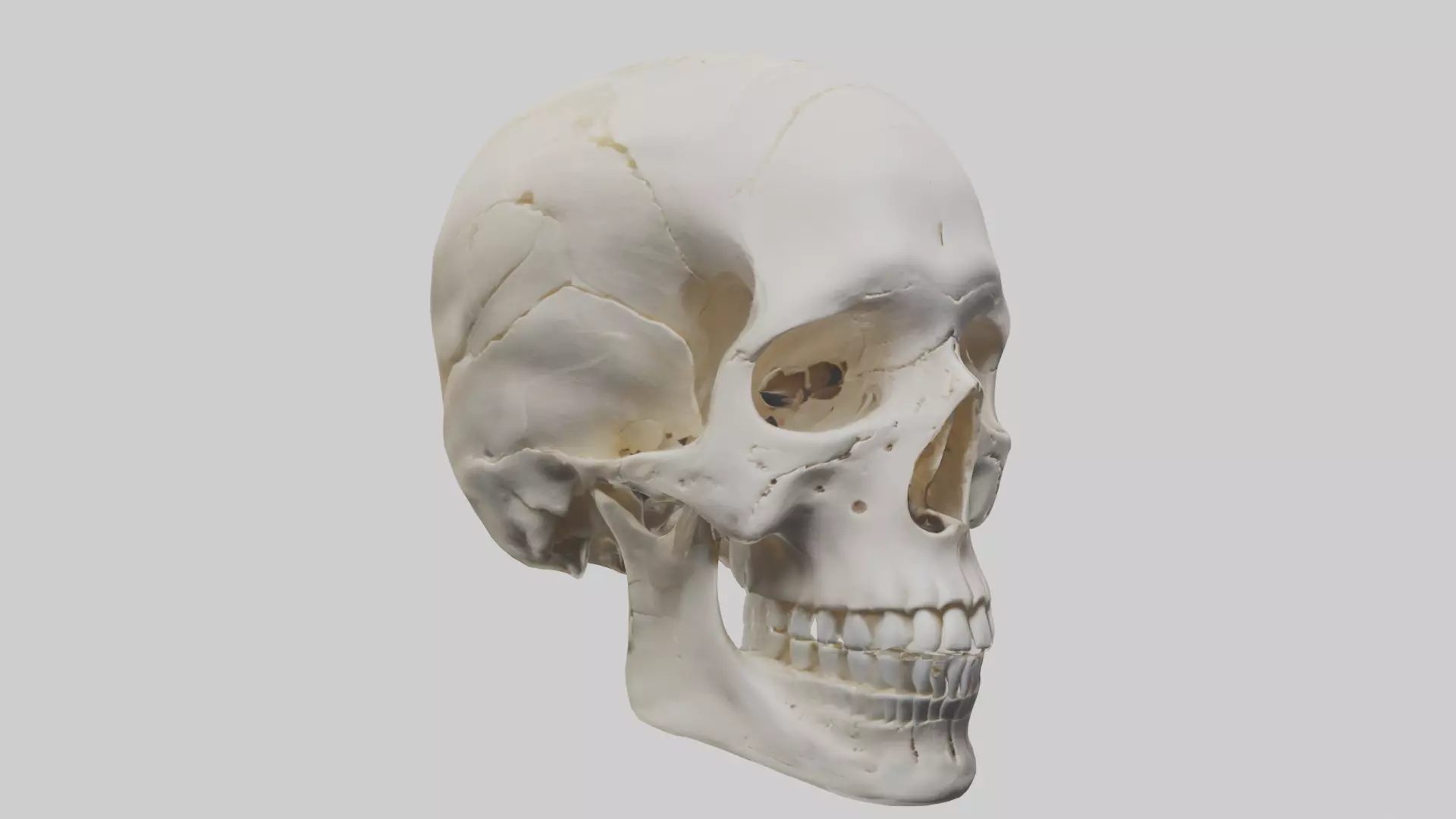 Human Skull Skeleton model Low-poly 3D model_0