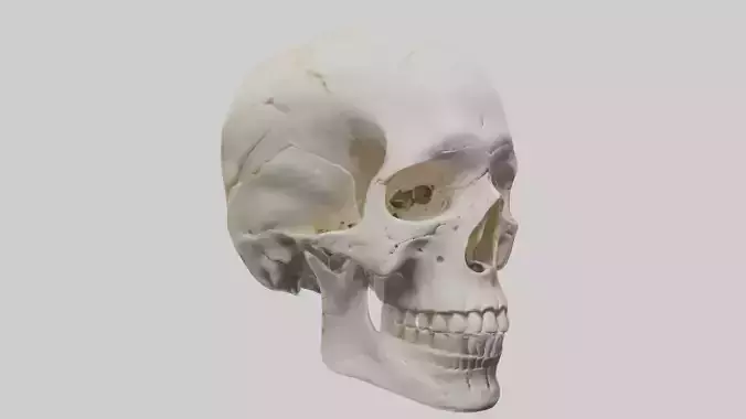 Human Skull Skeleton model