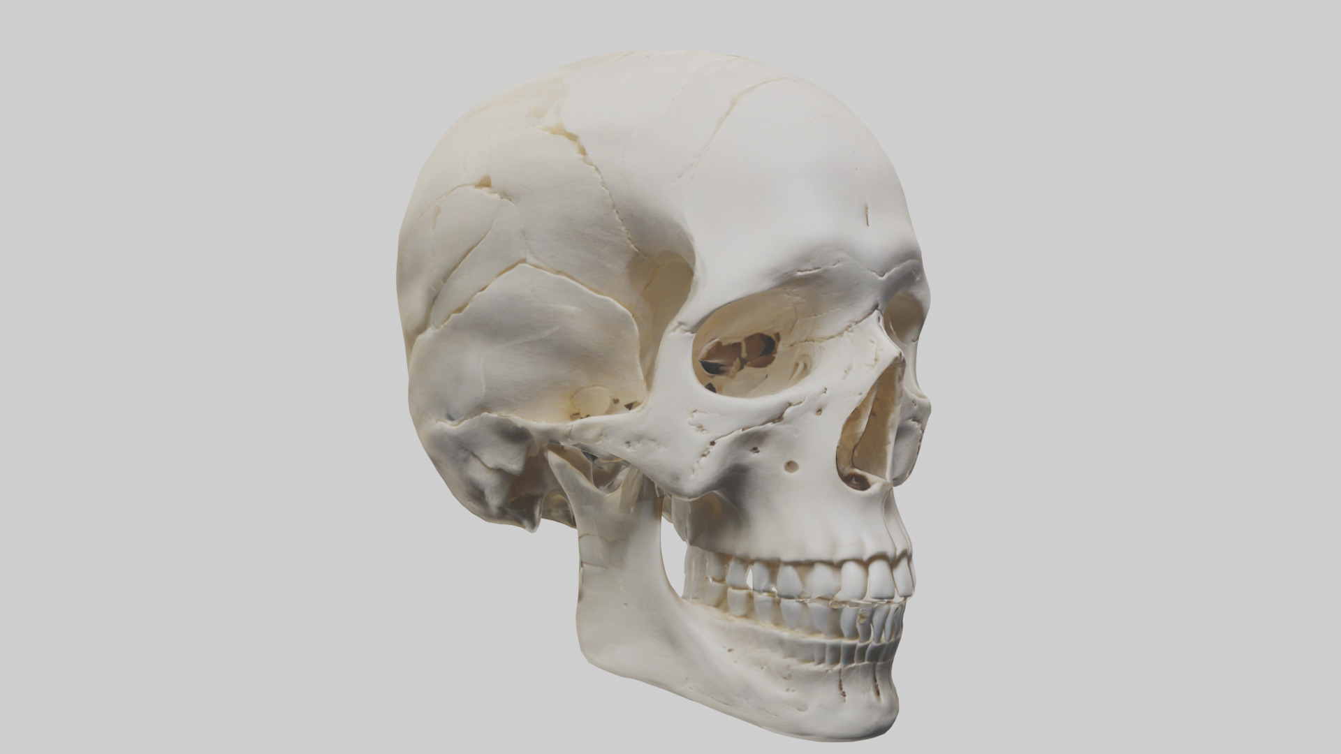 Human Skull Skeleton model Low-poly 3D model_11
