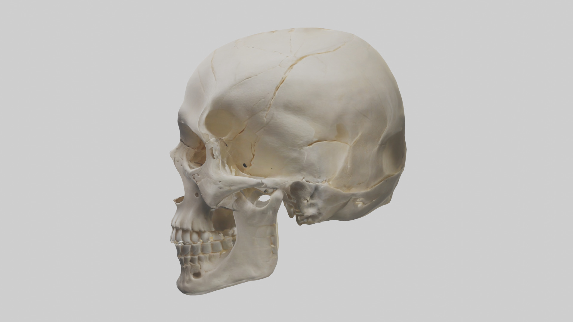 Human Skull Skeleton model Low-poly 3D model_12