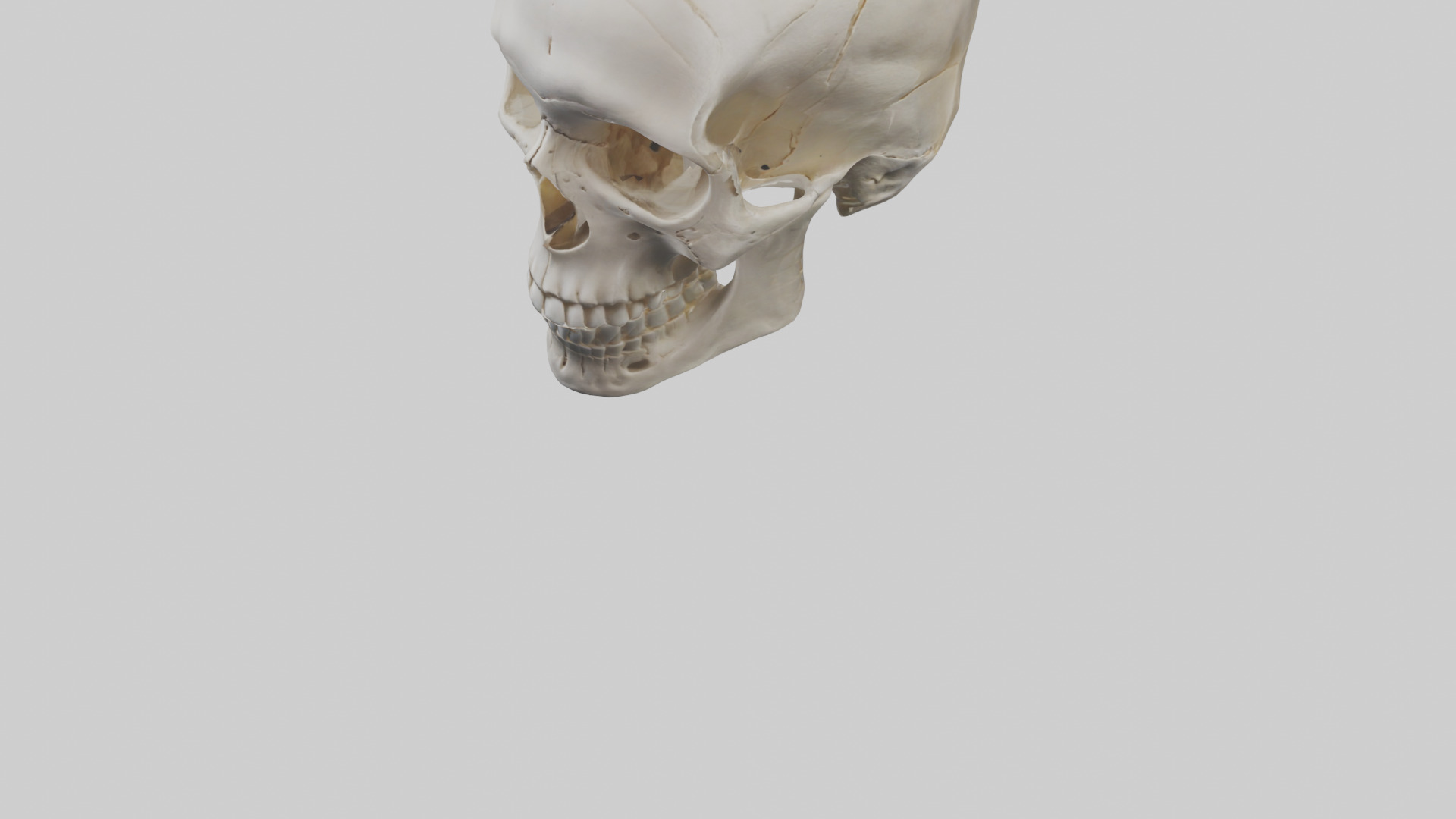 Human Skull Skeleton model Low-poly 3D model_7