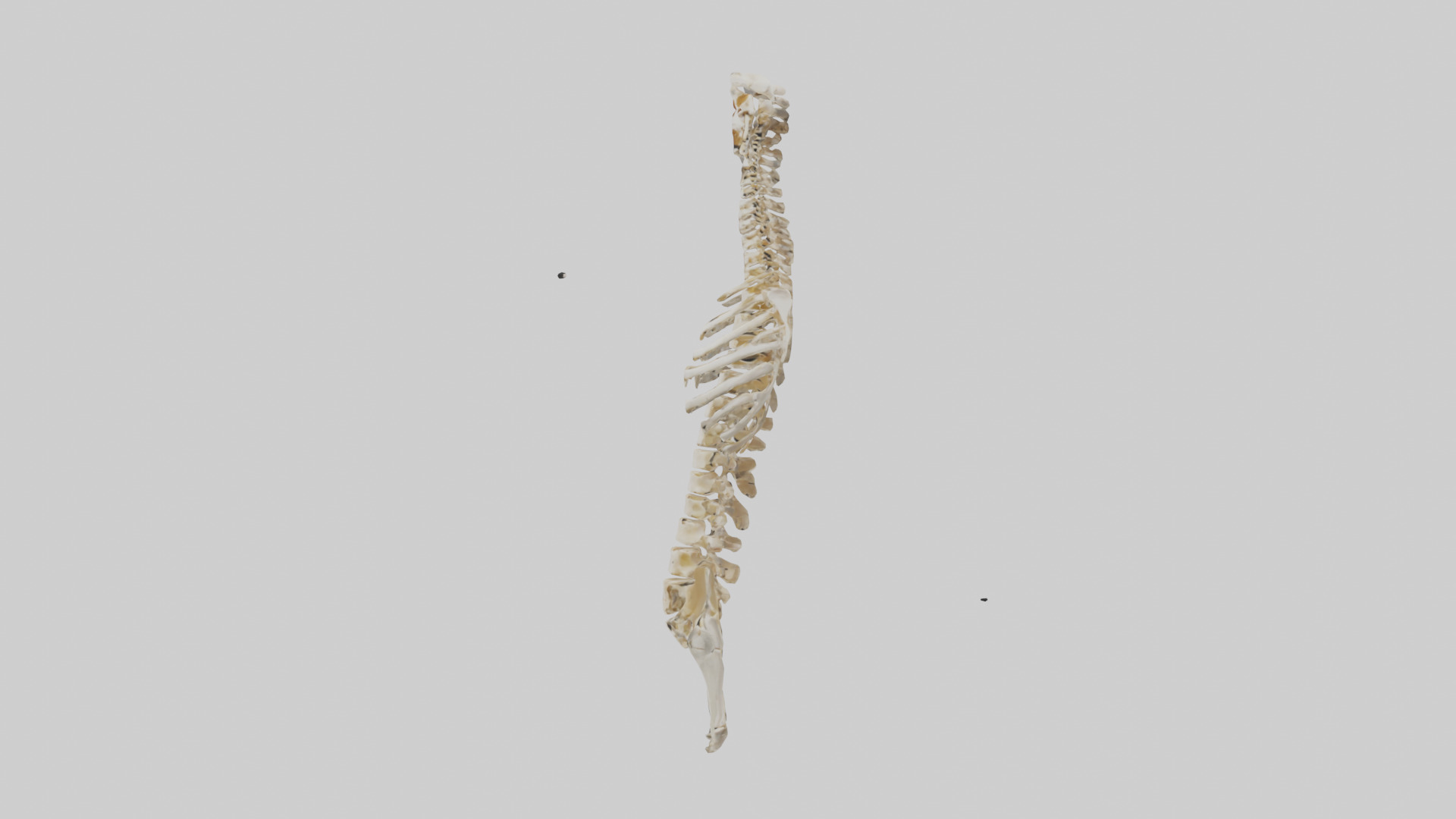 Human Spine Skeleton model Low-poly 3D model_12