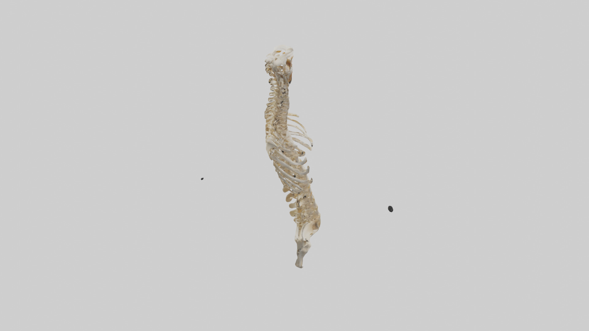 Human Spine Skeleton model Low-poly 3D model_18