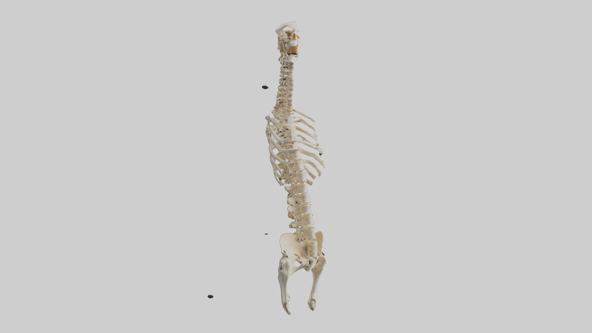 Human Spine Skeleton model Low-poly 3D model_7