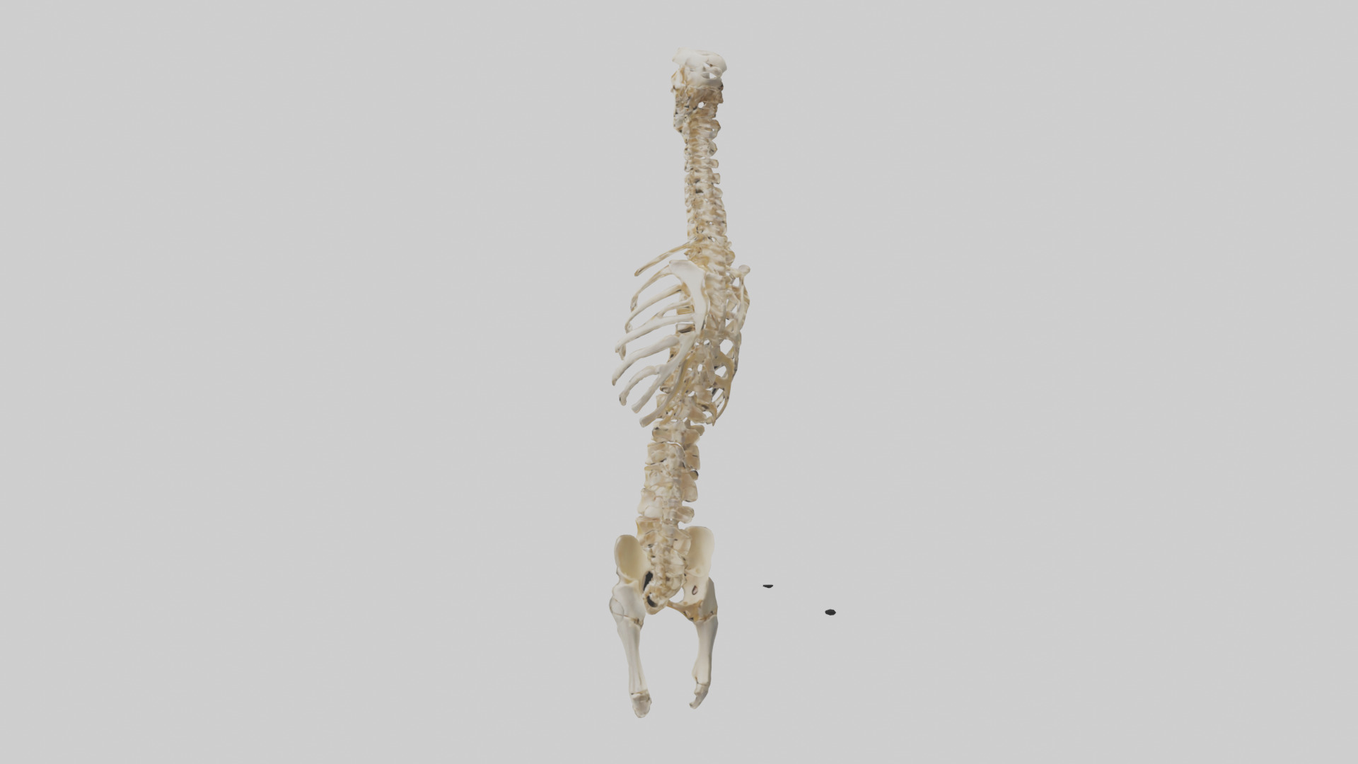 Human Spine Skeleton model Low-poly 3D model_1