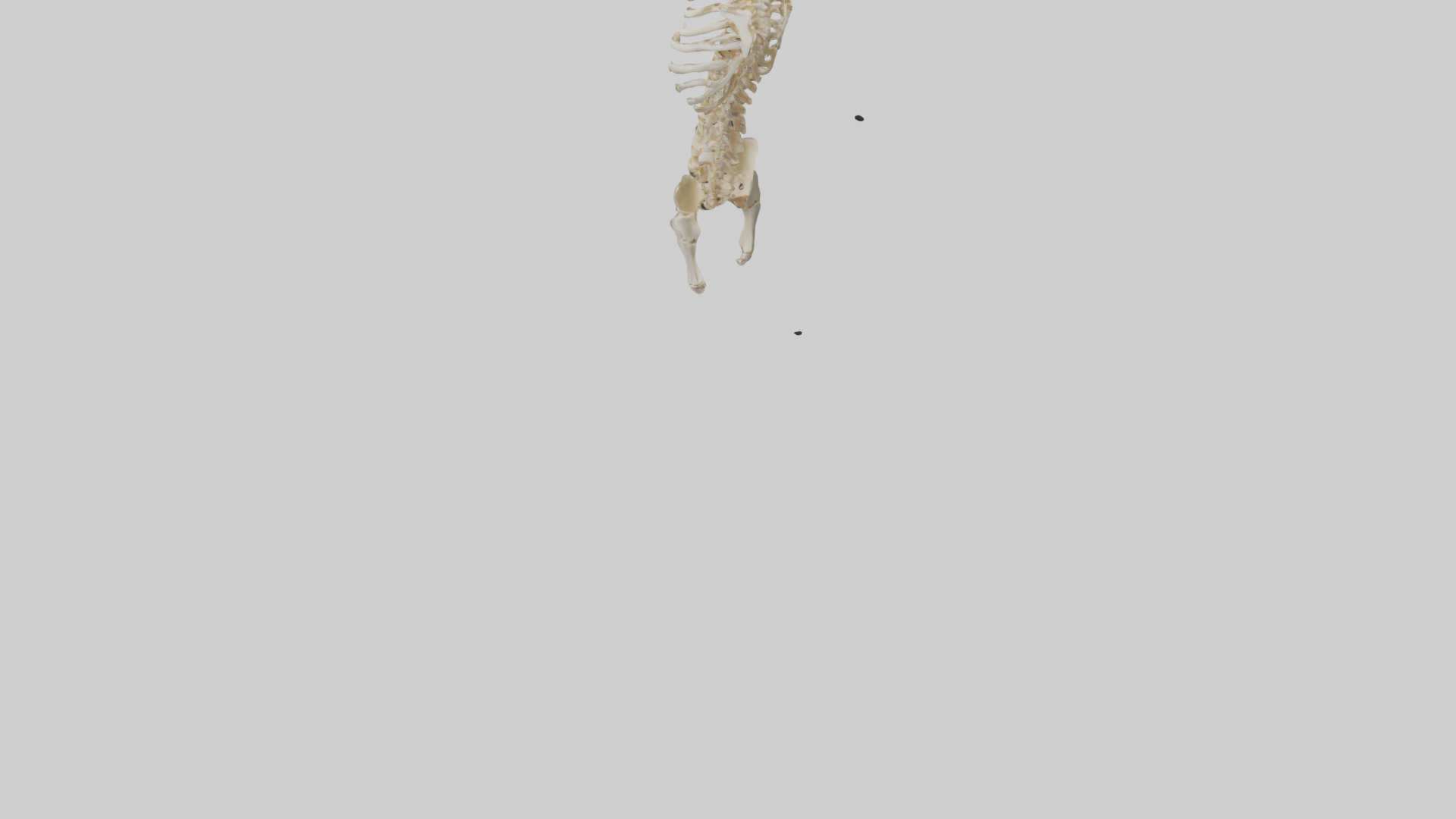Human Spine Skeleton model Low-poly 3D model_3