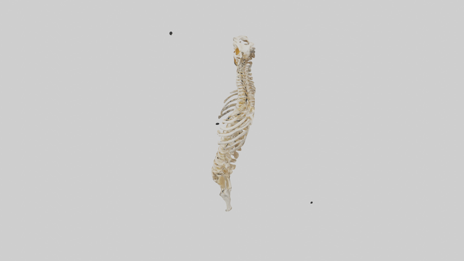 Human Spine Skeleton model Low-poly 3D model_17