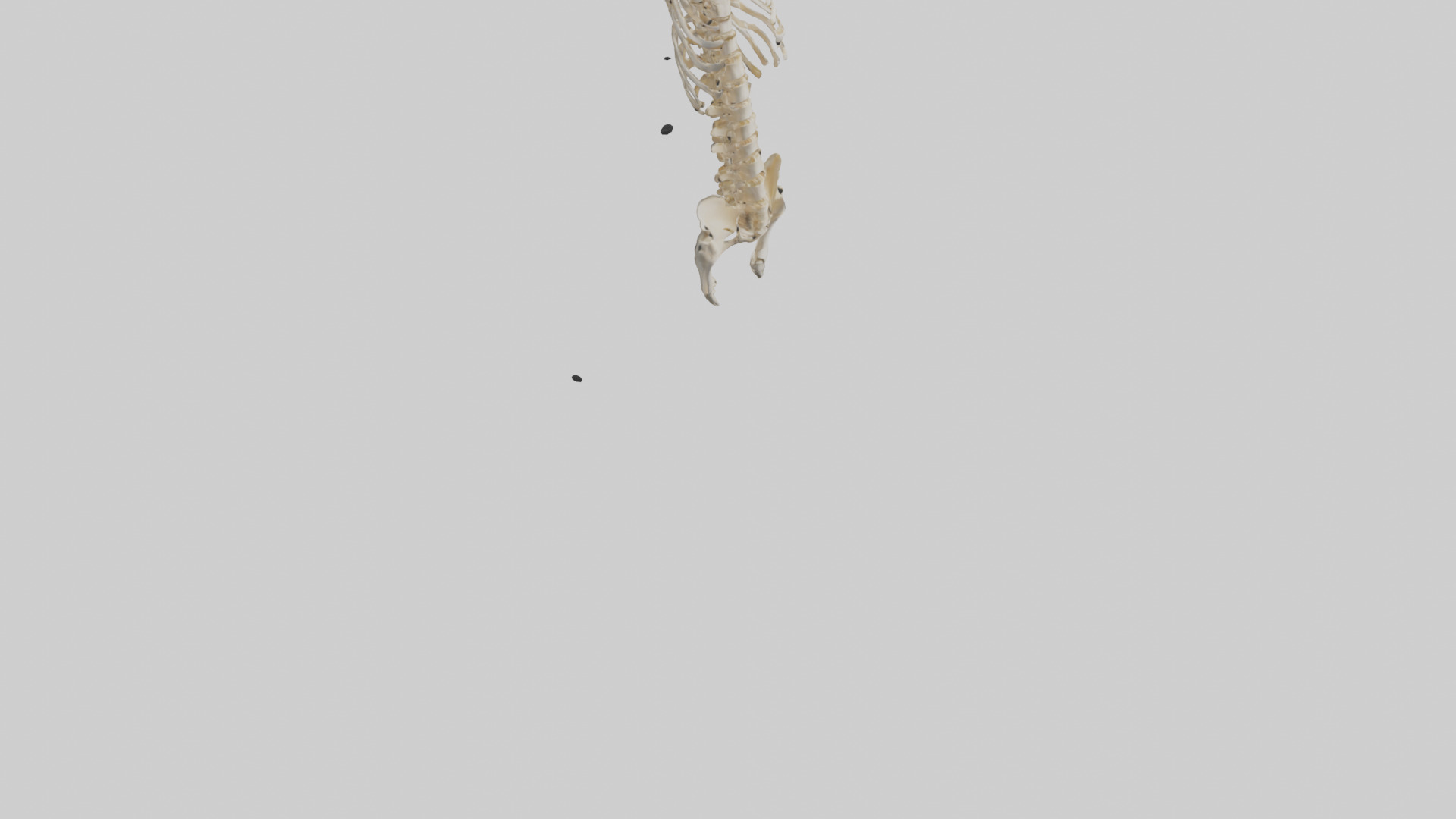 Human Spine Skeleton model Low-poly 3D model_6
