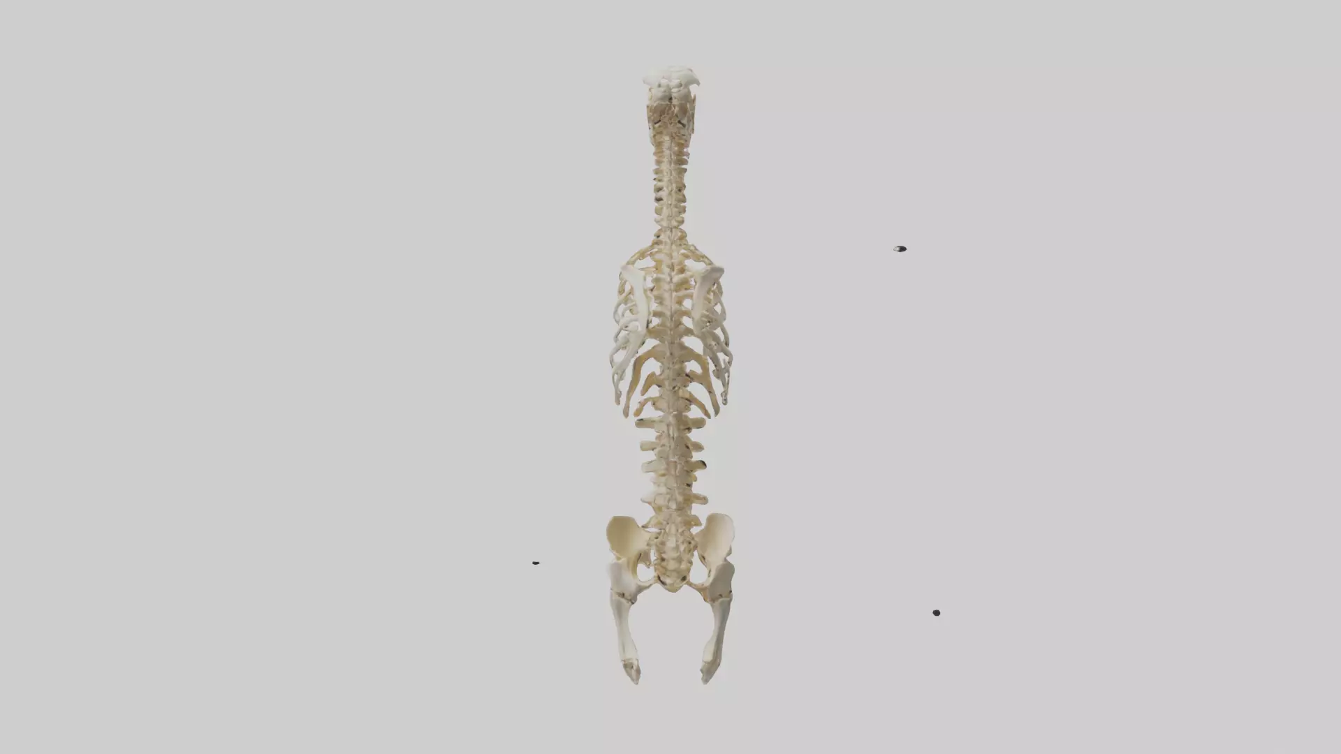 Human Spine Skeleton model Low-poly 3D model_0